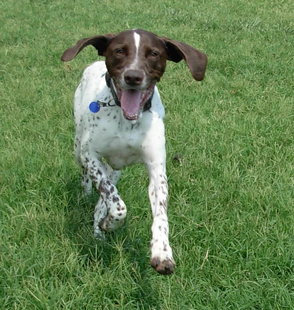 German Shorthaired Pointer 3