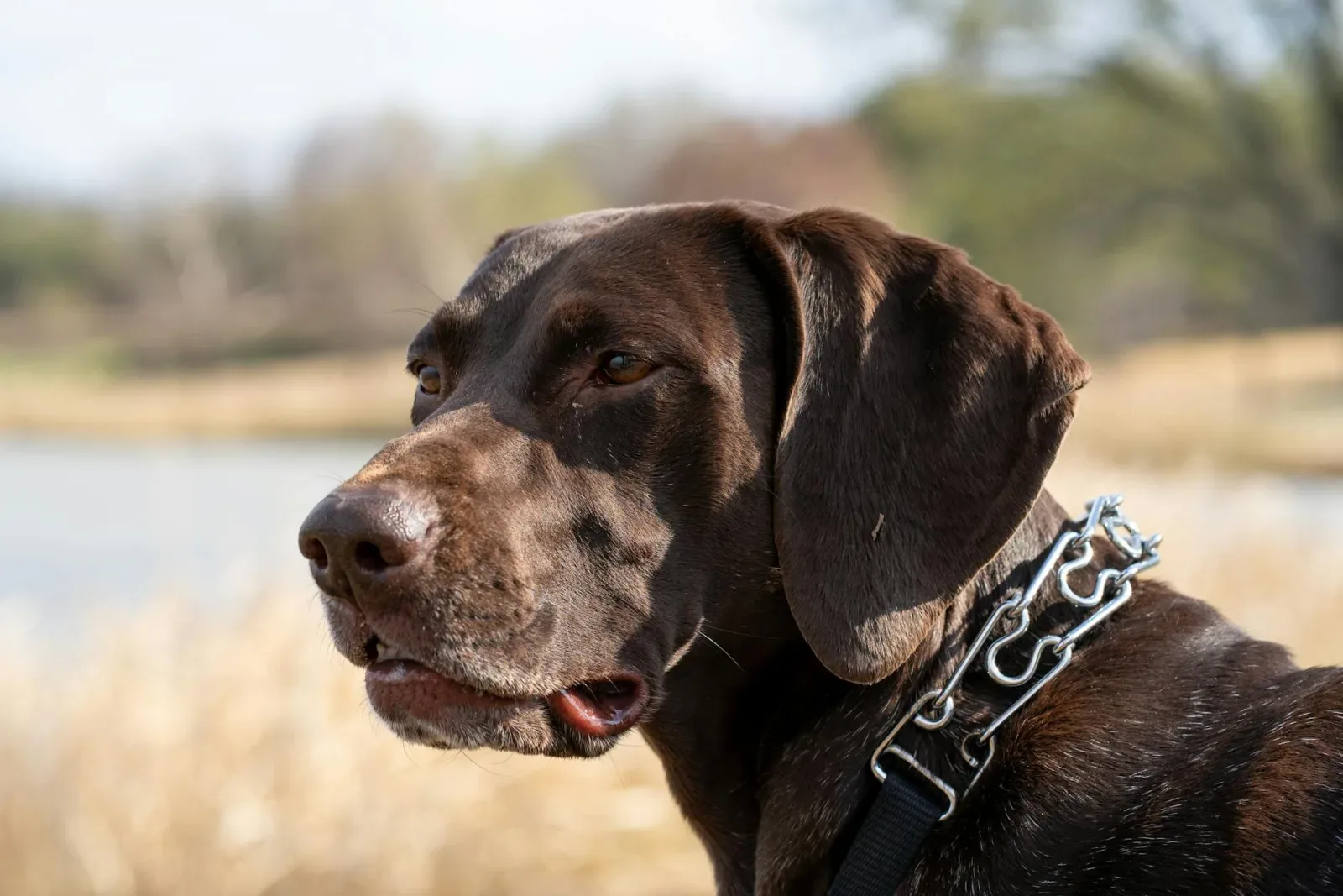 German Shorthaired Pointer 4