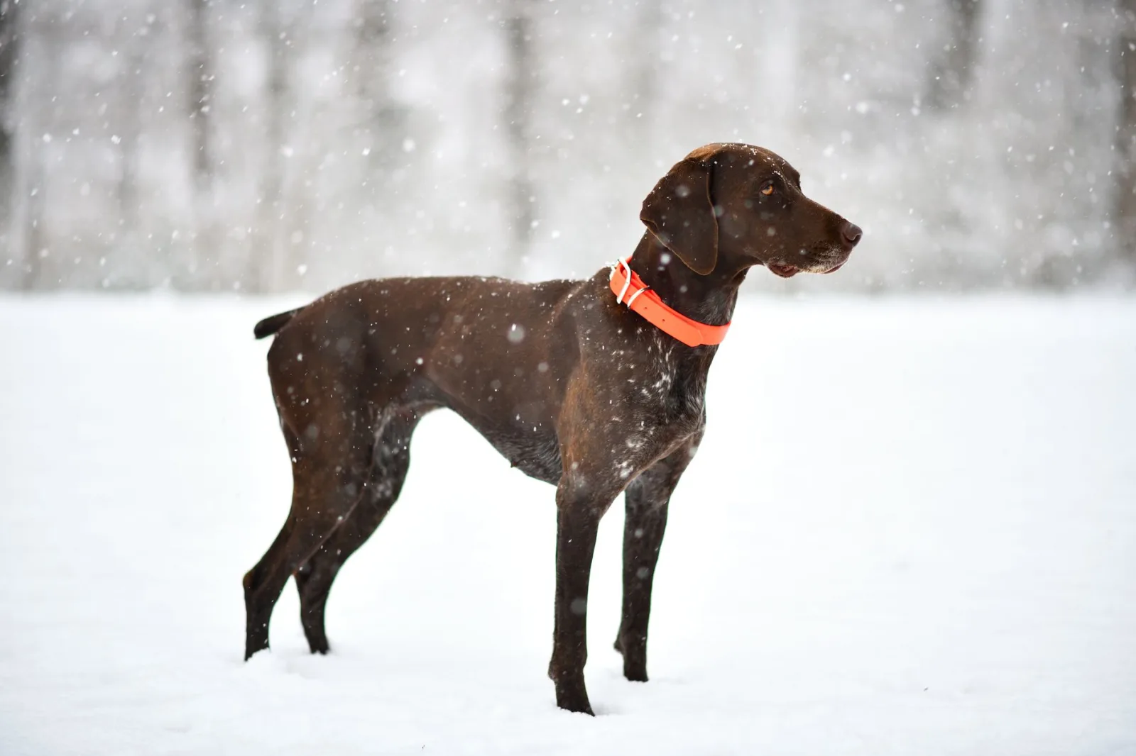 German Shorthaired Pointer 5