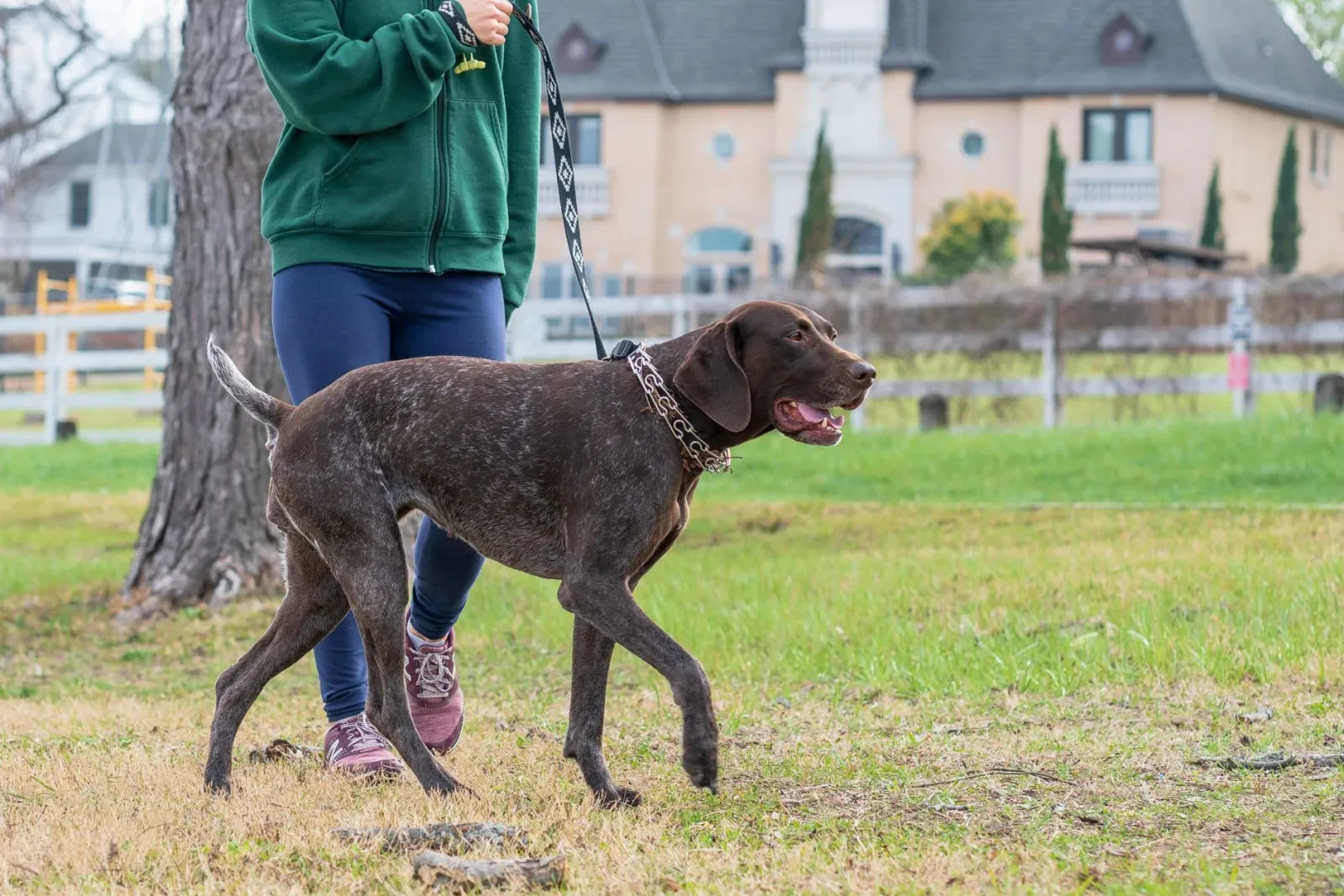 German Shorthaired Pointer 6