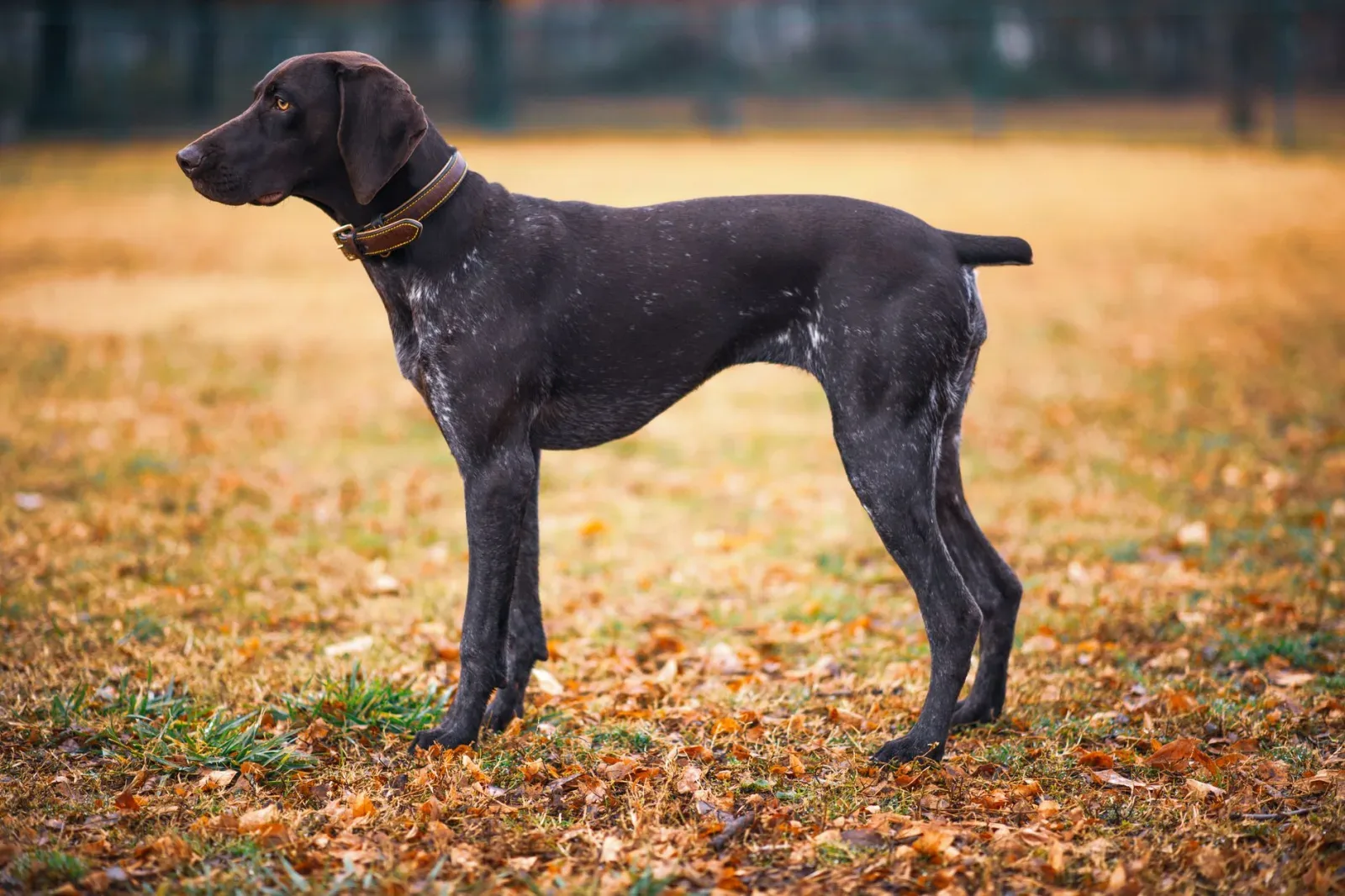 German Shorthaired Pointer 7
