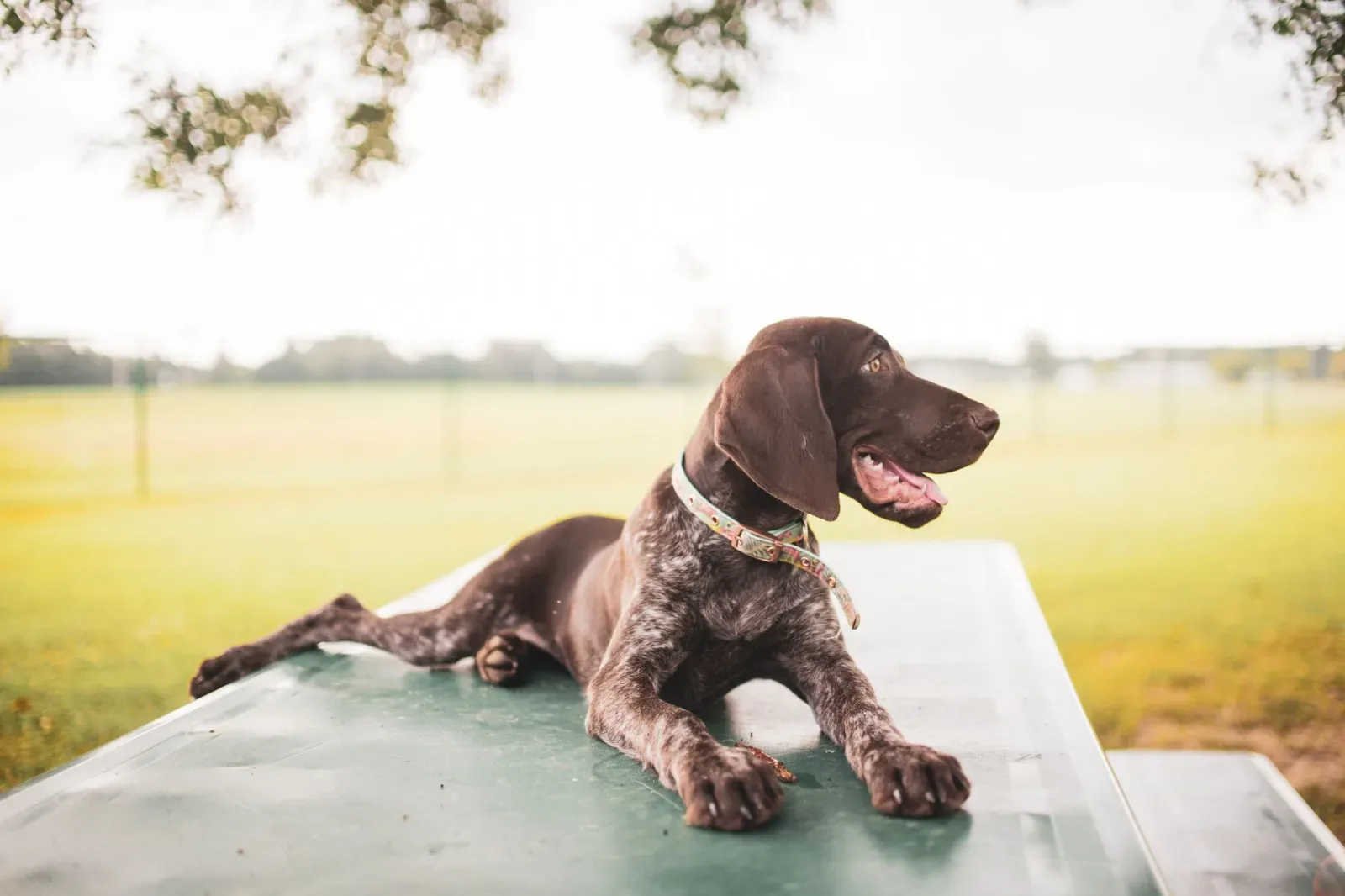 German Shorthaired Pointer 9