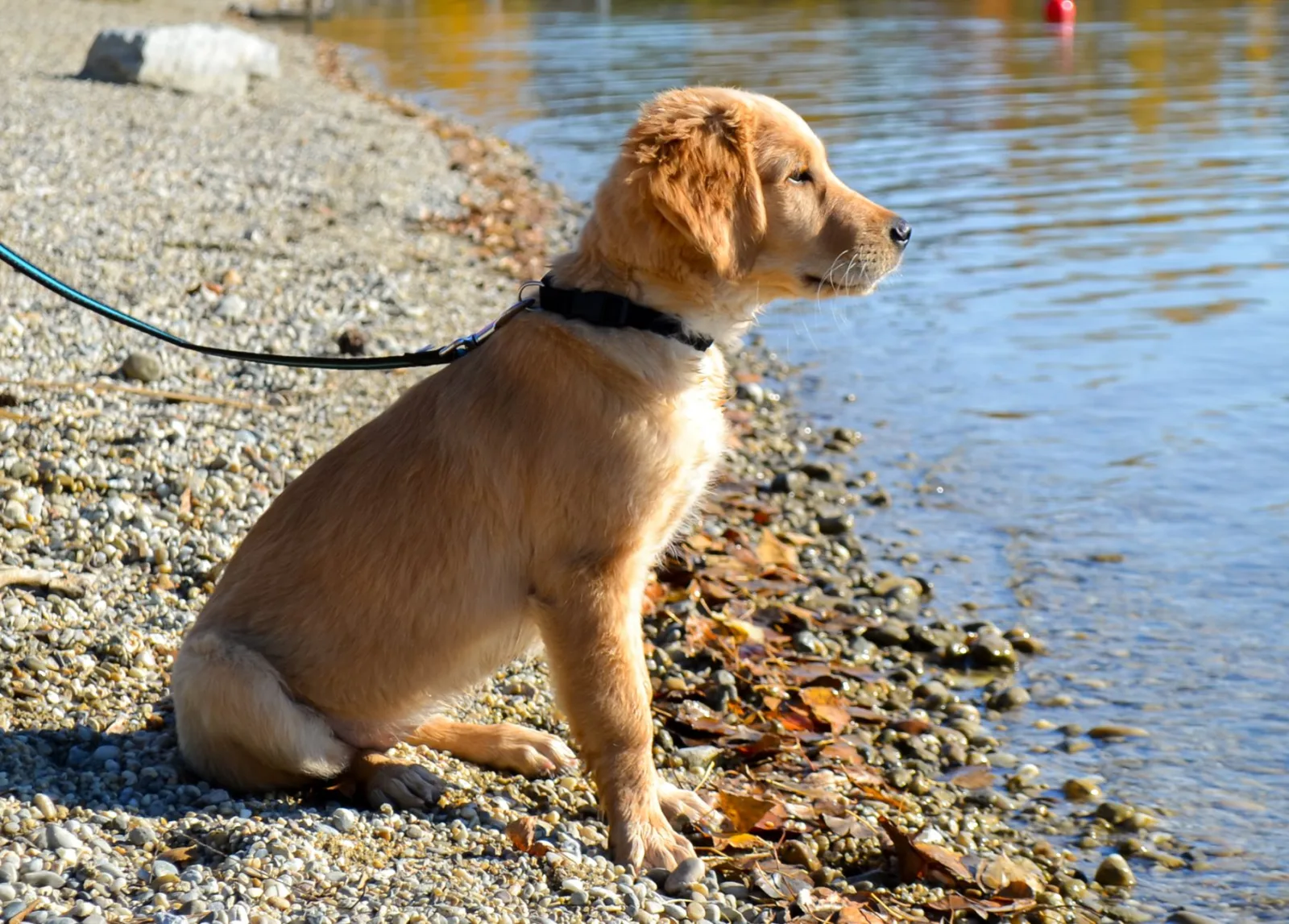 Golden Retriever 1