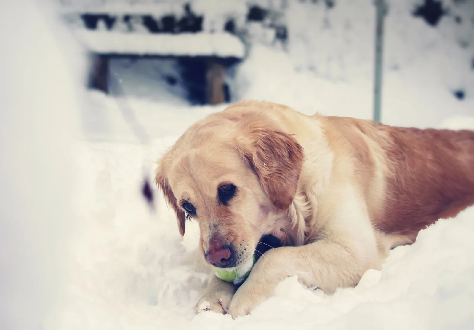 Golden Retriever 10