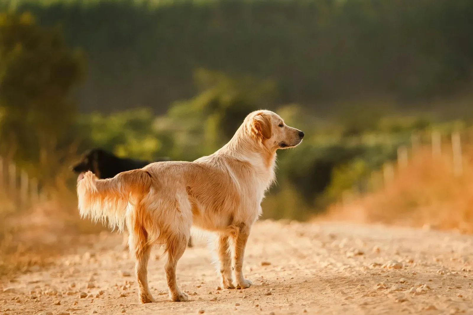 Golden Retriever 3
