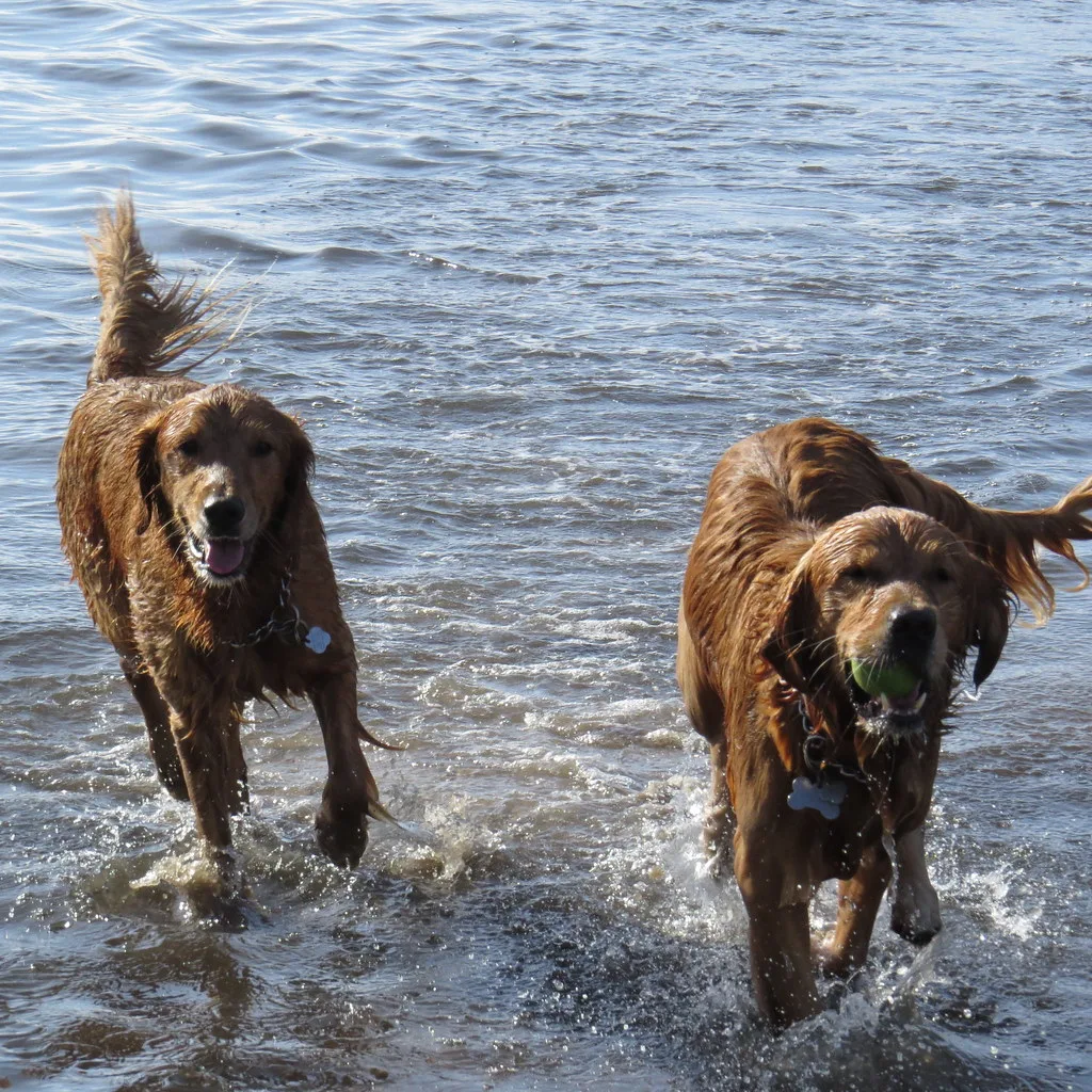 Golden Retriever 4