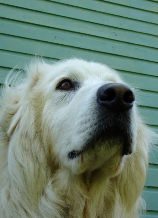 Golden Retriever 5