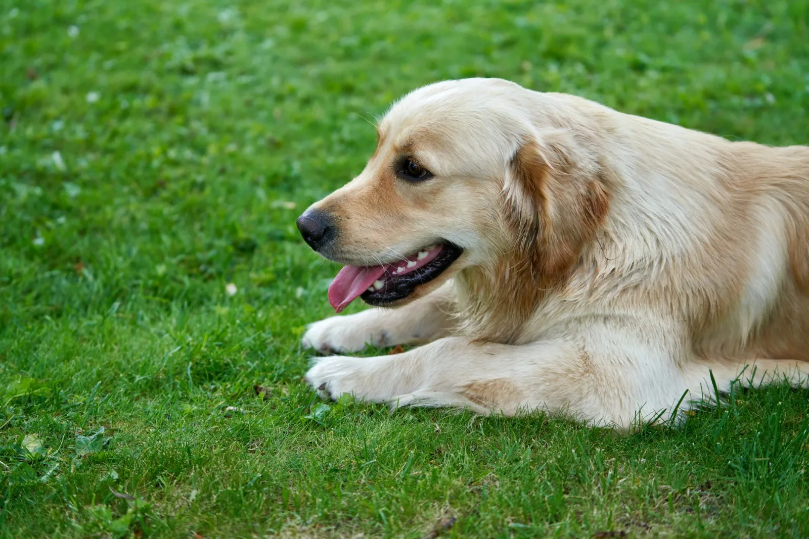 Golden Retriever 6