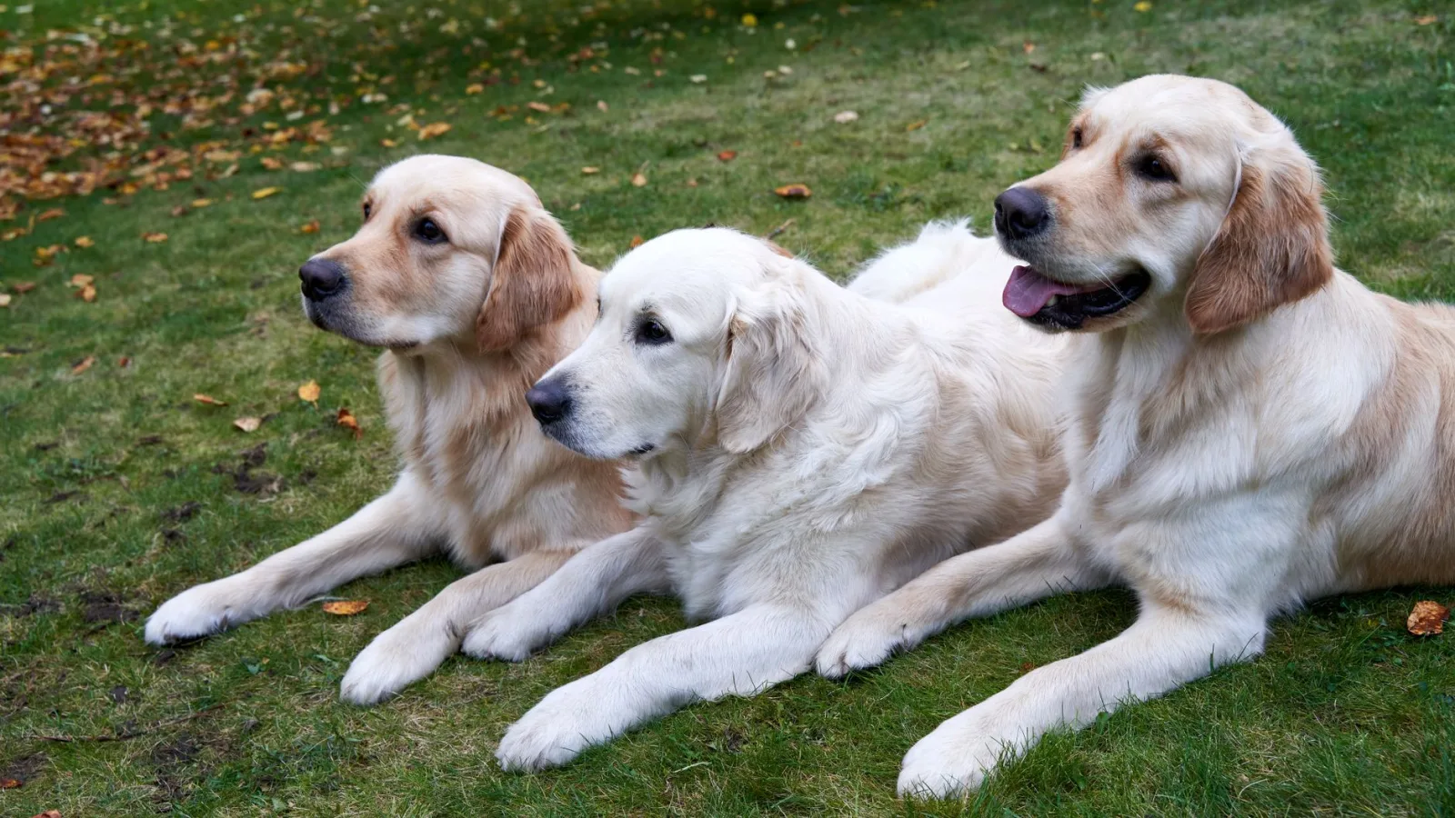 Golden Retriever 7