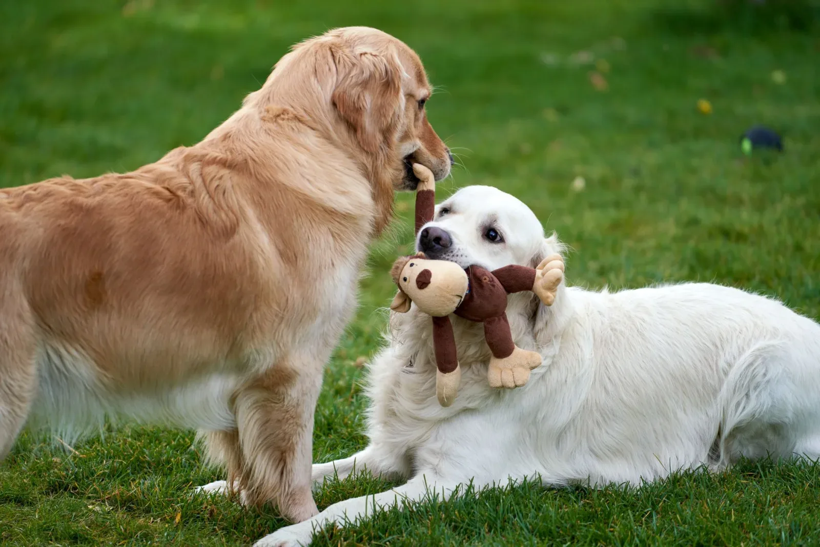 Golden Retriever 8