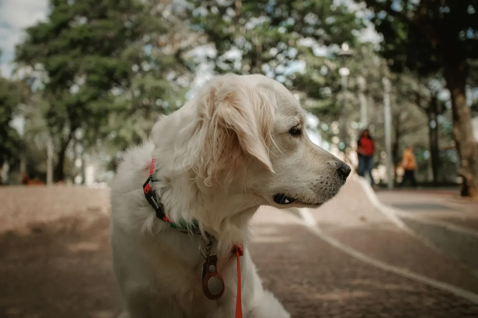 Golden Retriever 9