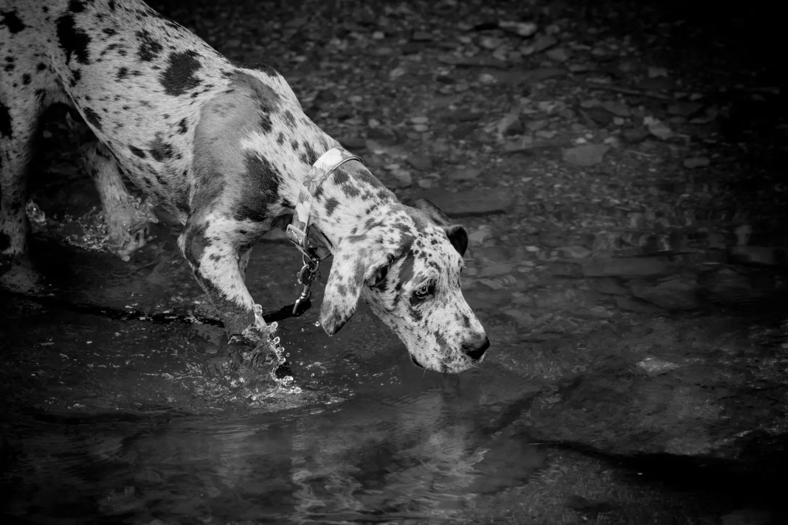 Great Dane 1