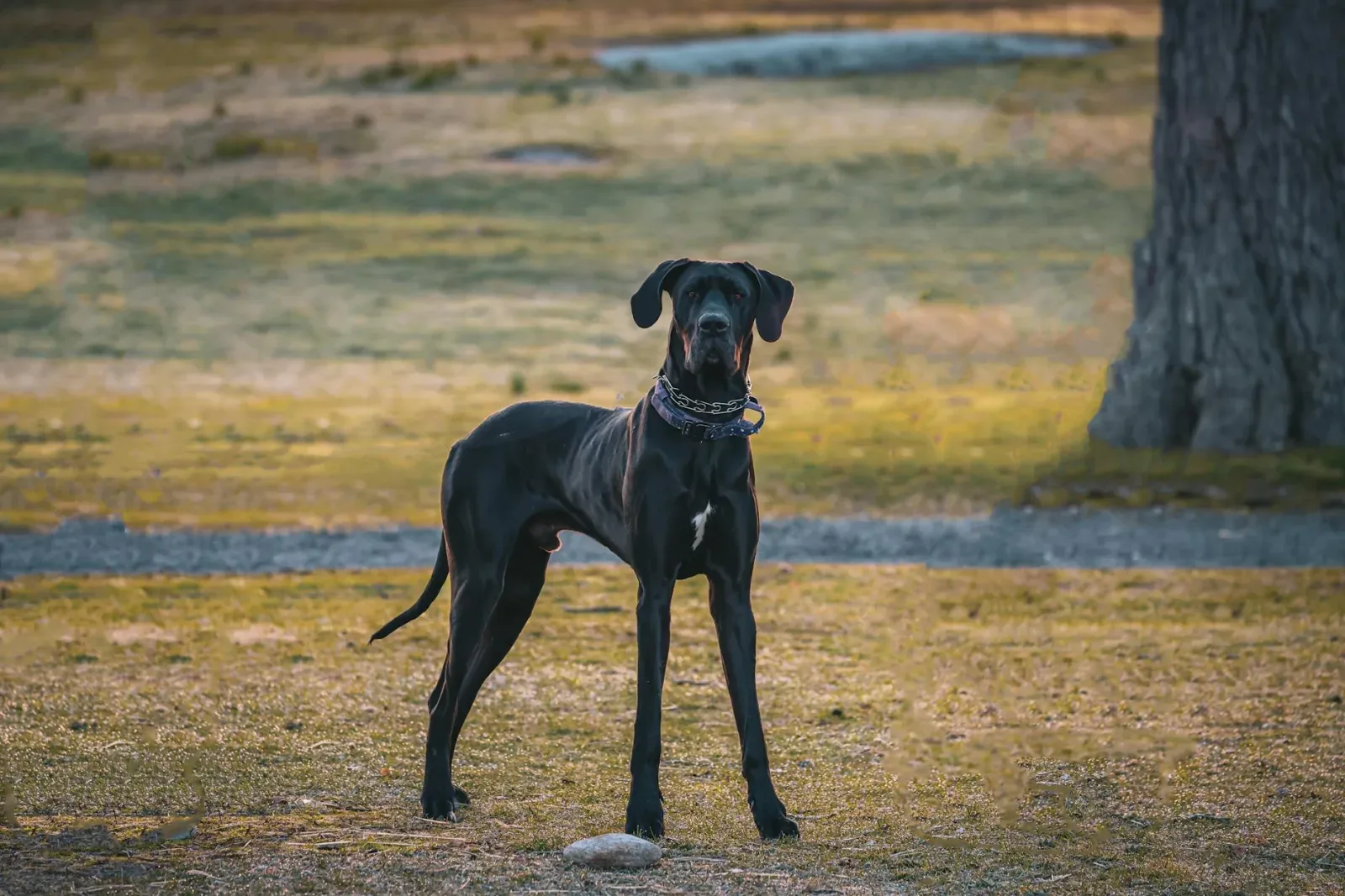Great Dane 3