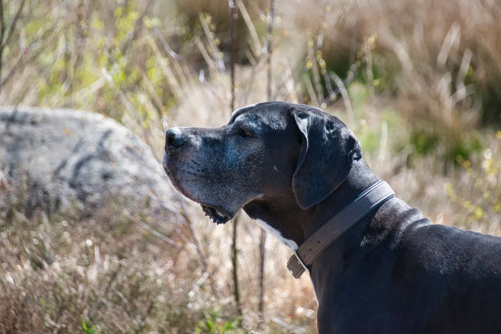 Great Dane 5
