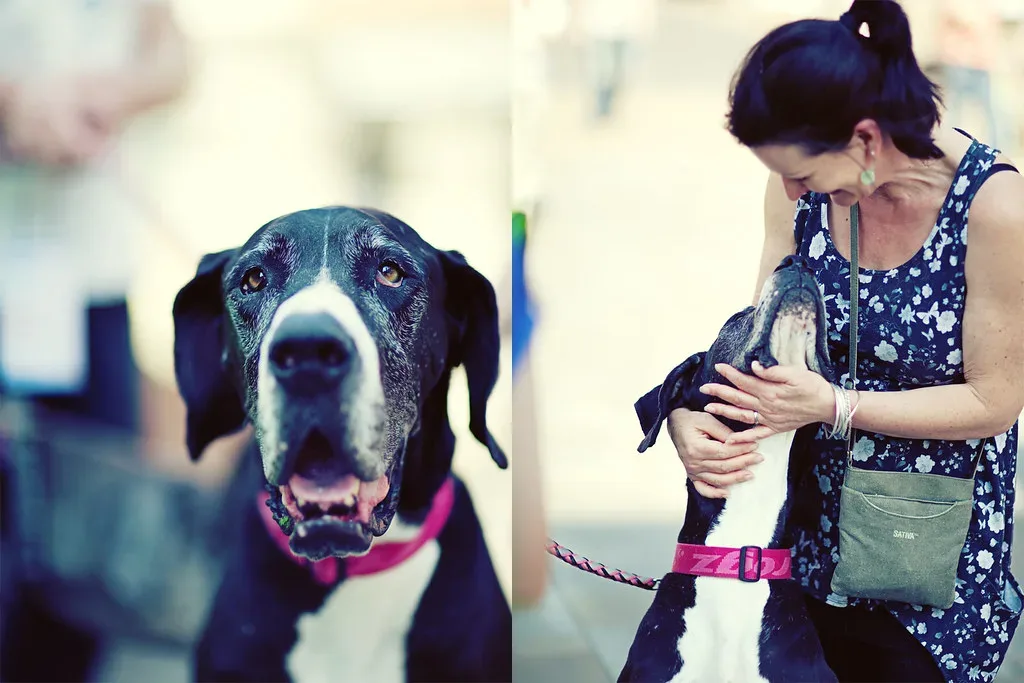 Great Dane 6