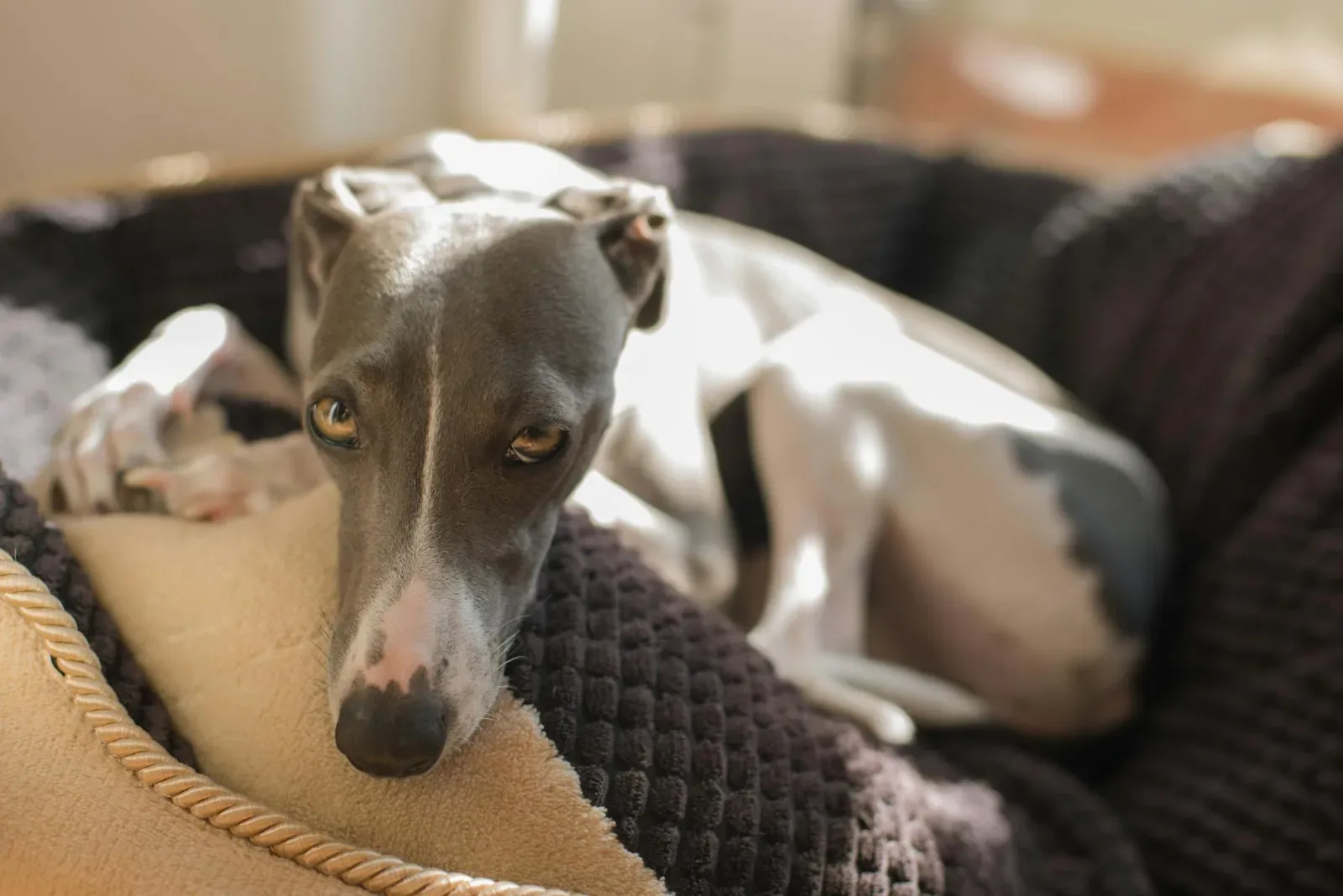 Greyhound 1
