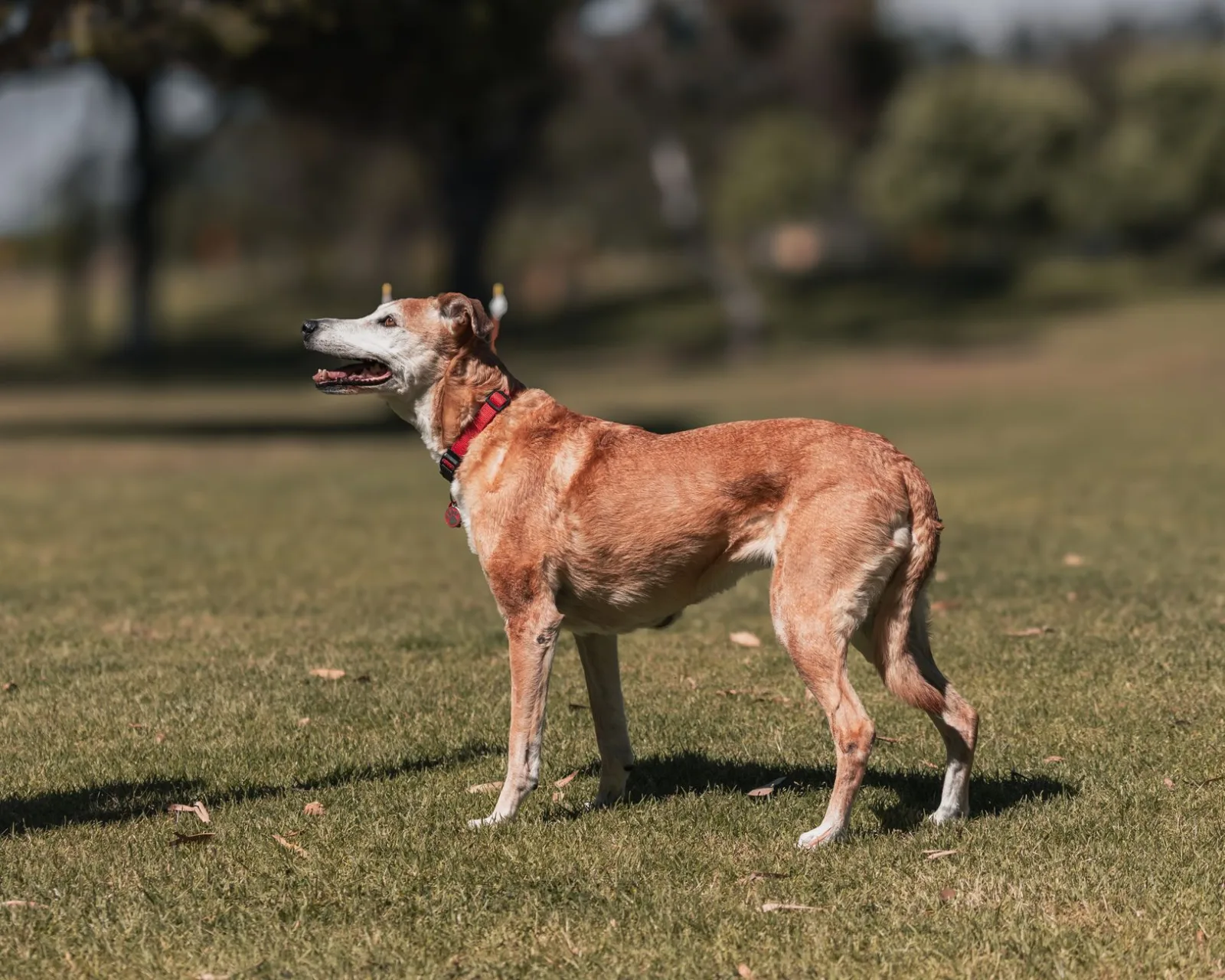 Greyhound 2