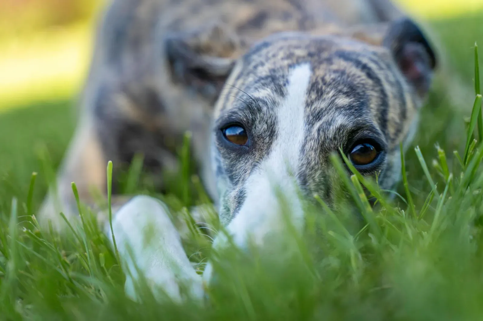 Greyhound 6