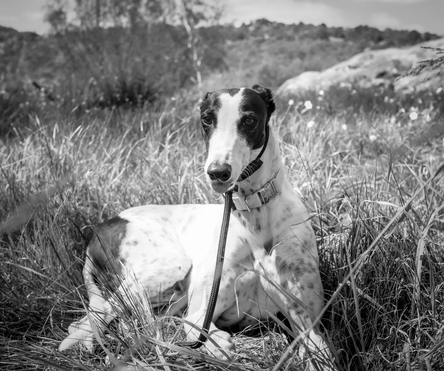 Greyhound 7