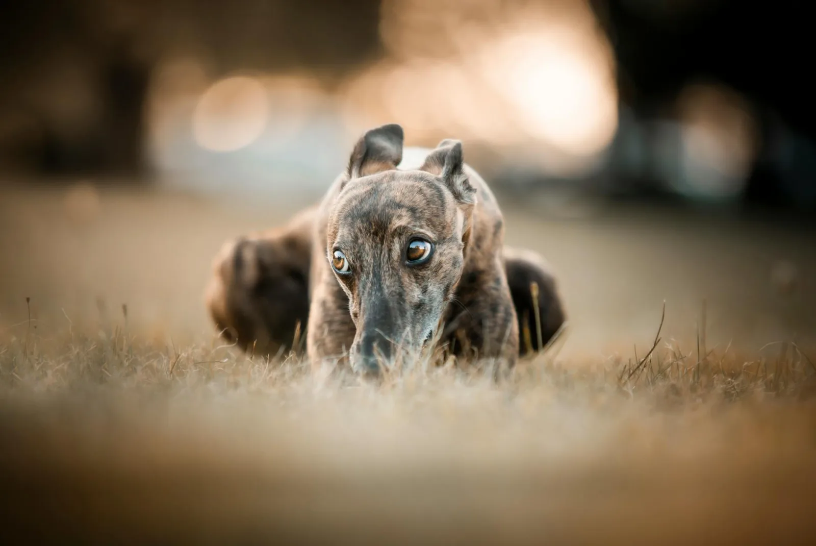Greyhound 8