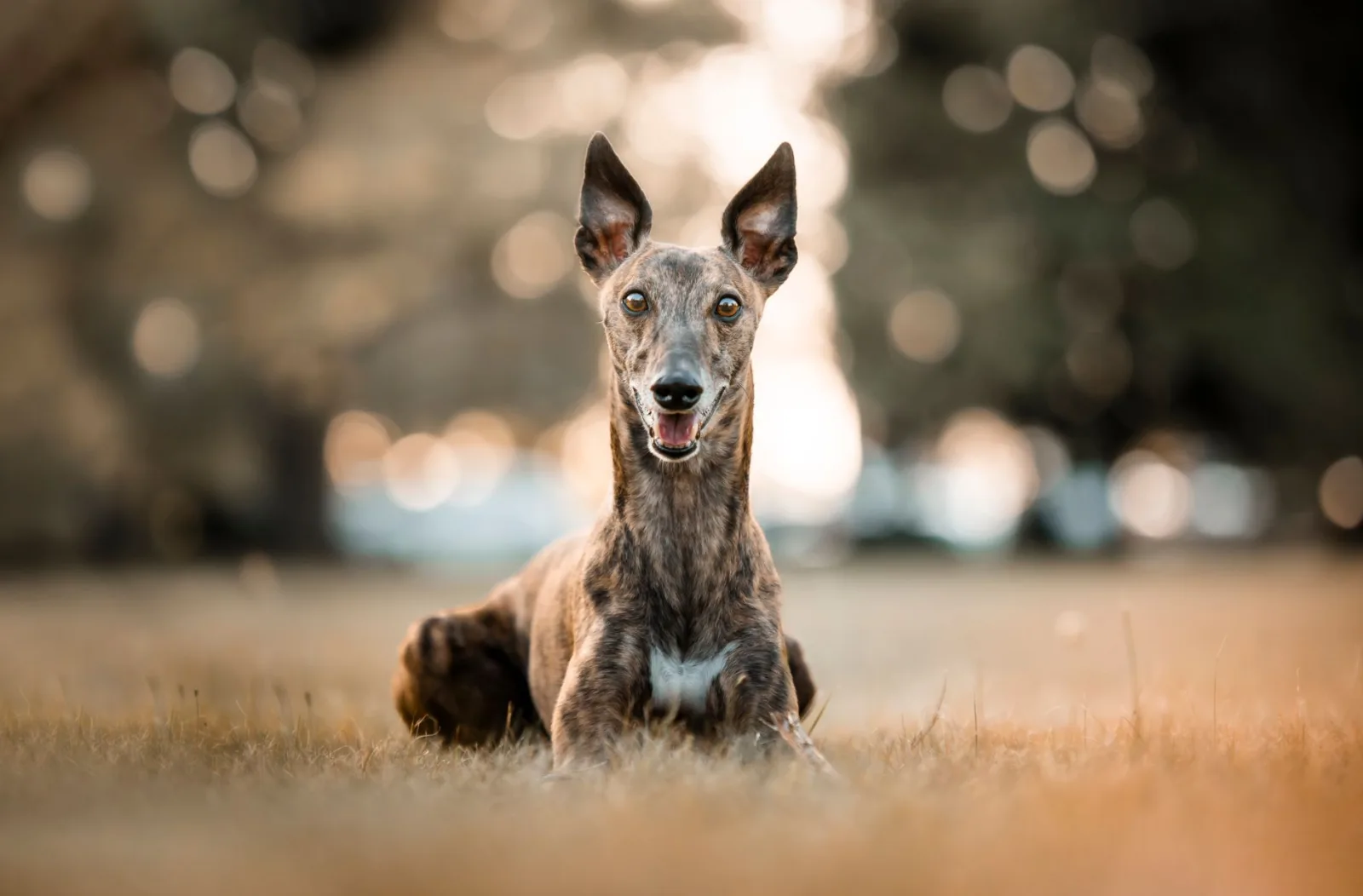 Greyhound 9