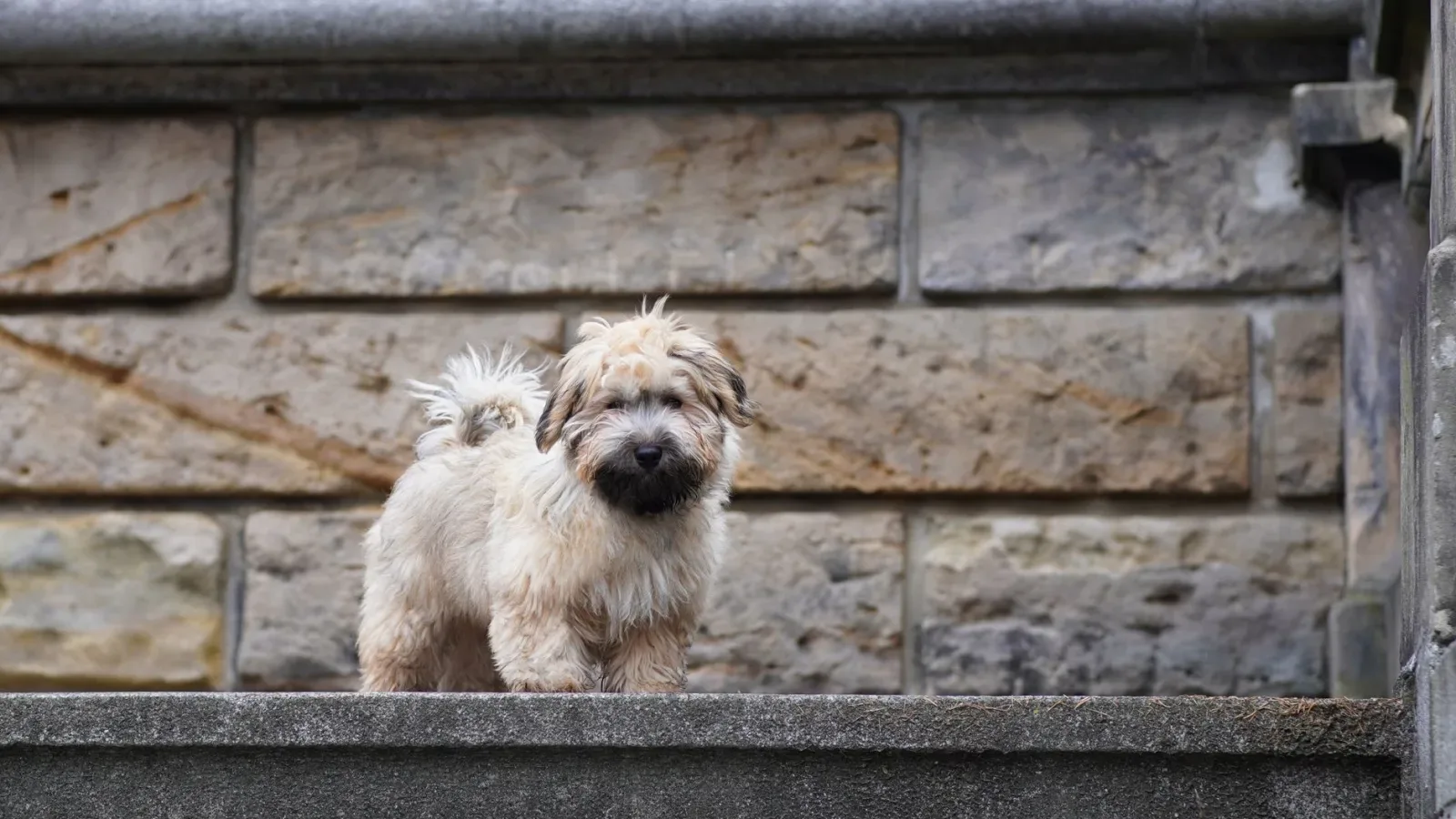 Havanese 1