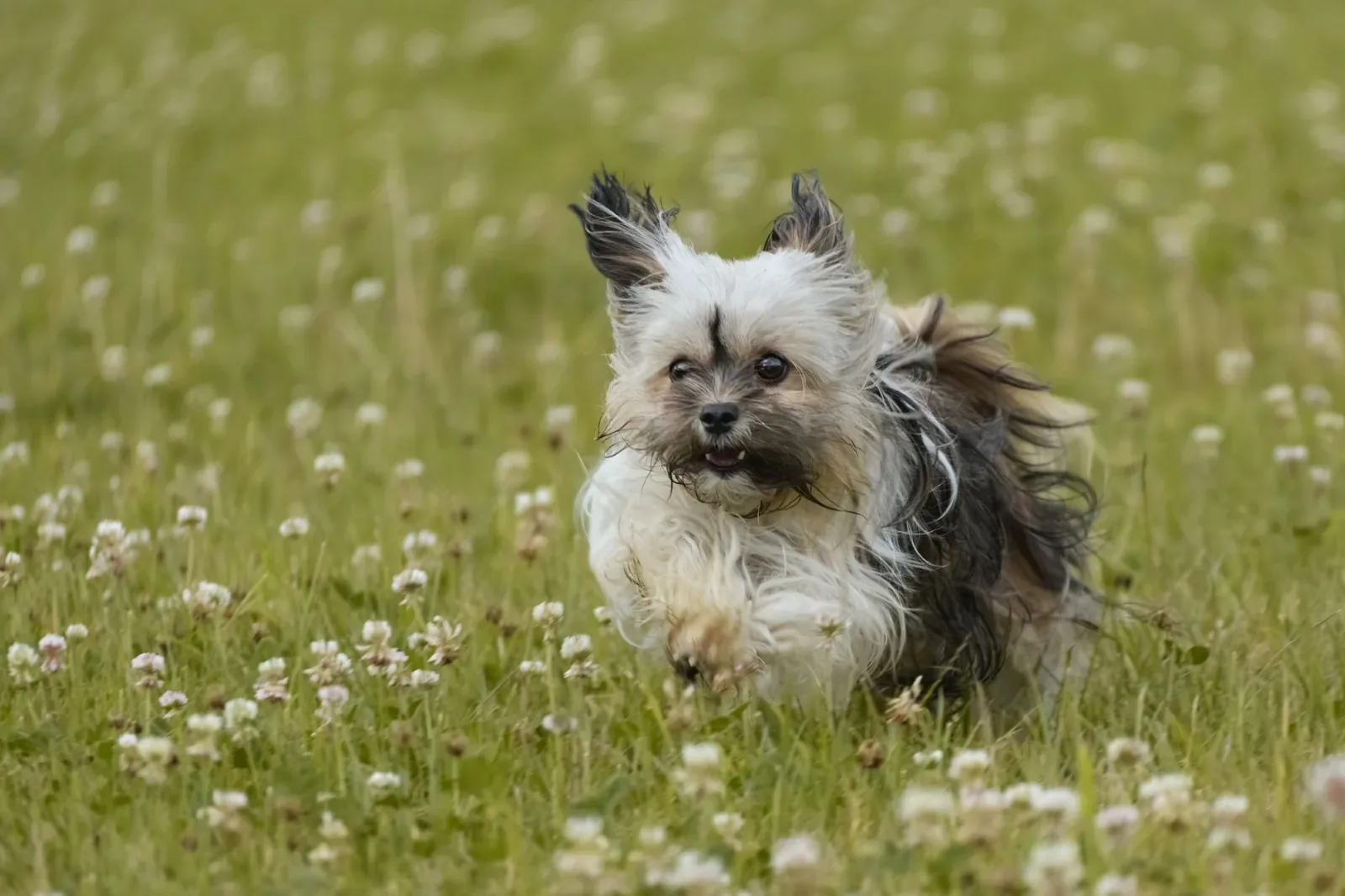Havanese 10