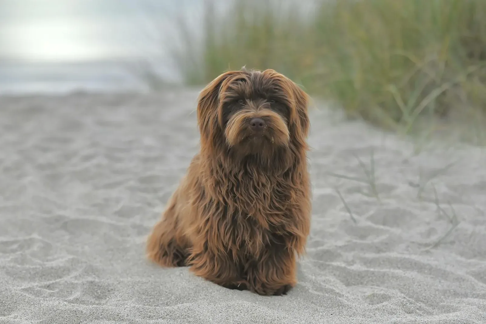 Havanese 2