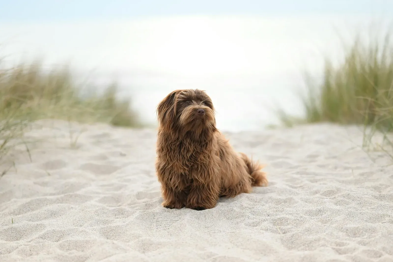 Havanese 3