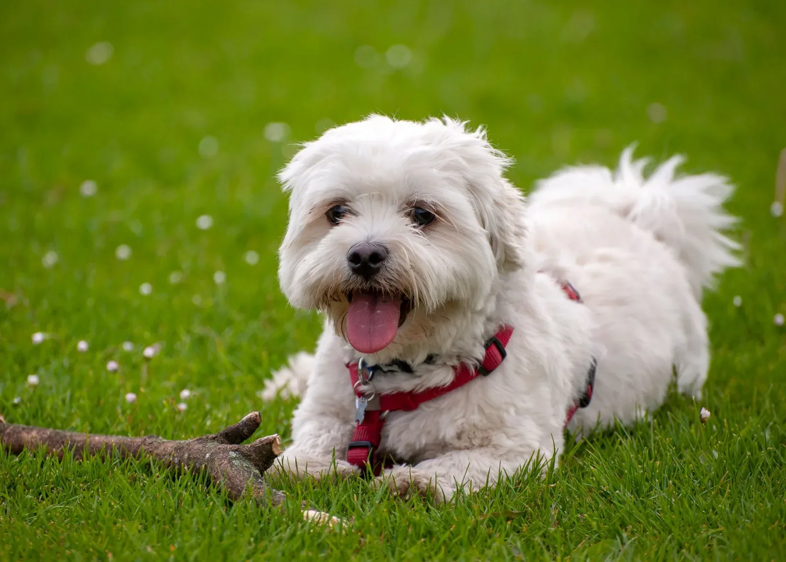 Havanese 4