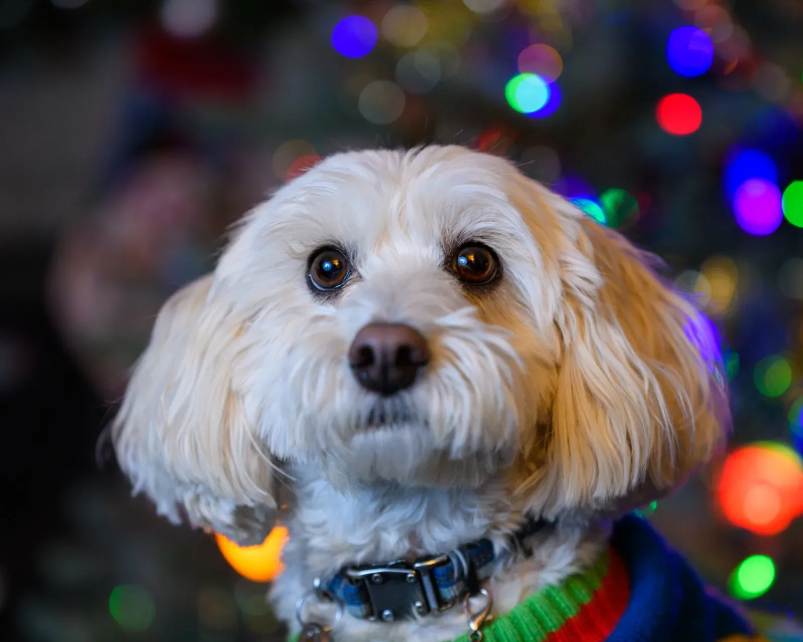 Havanese 5