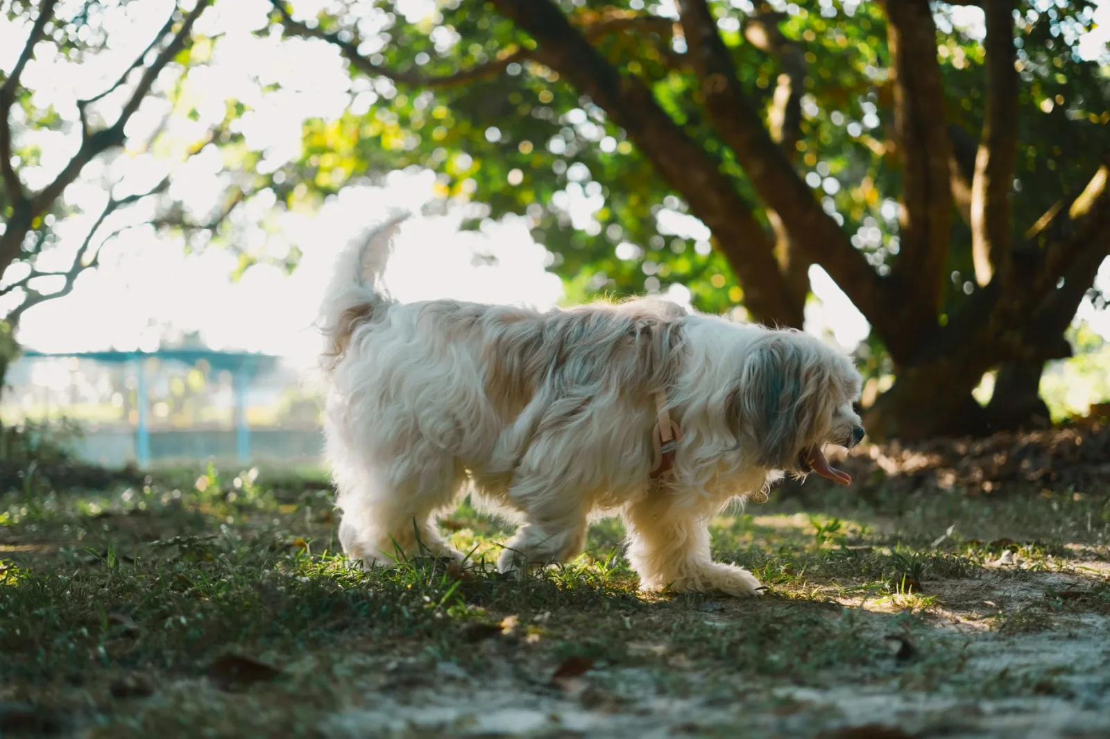 Havanese 6