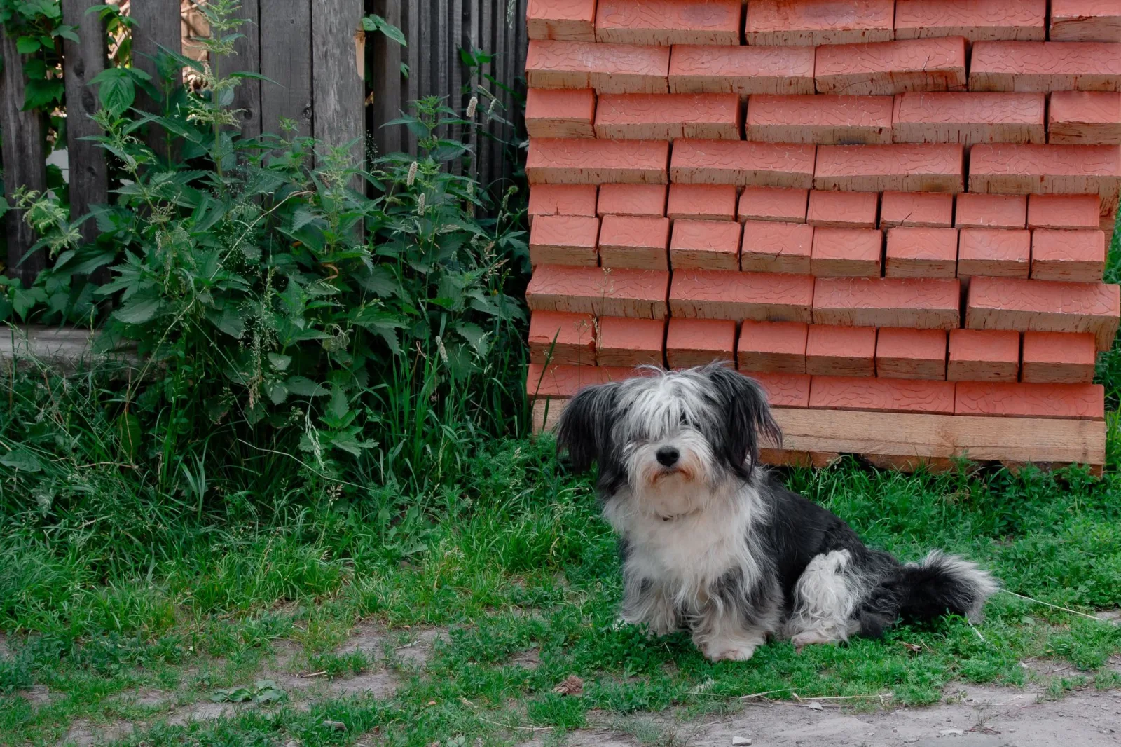 Havanese 7