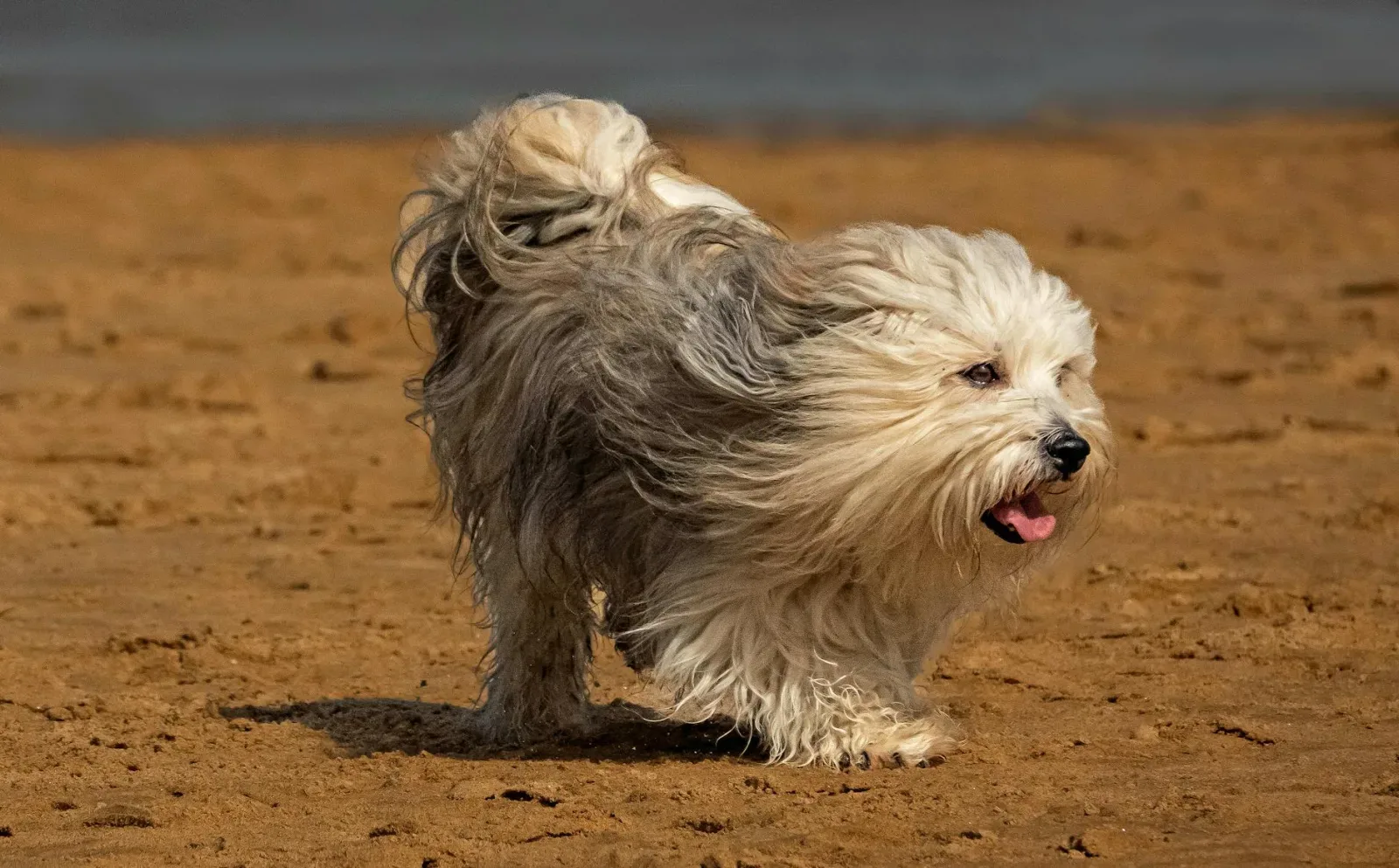 Havanese 8