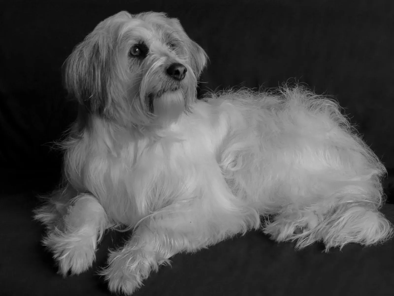Havanese 9