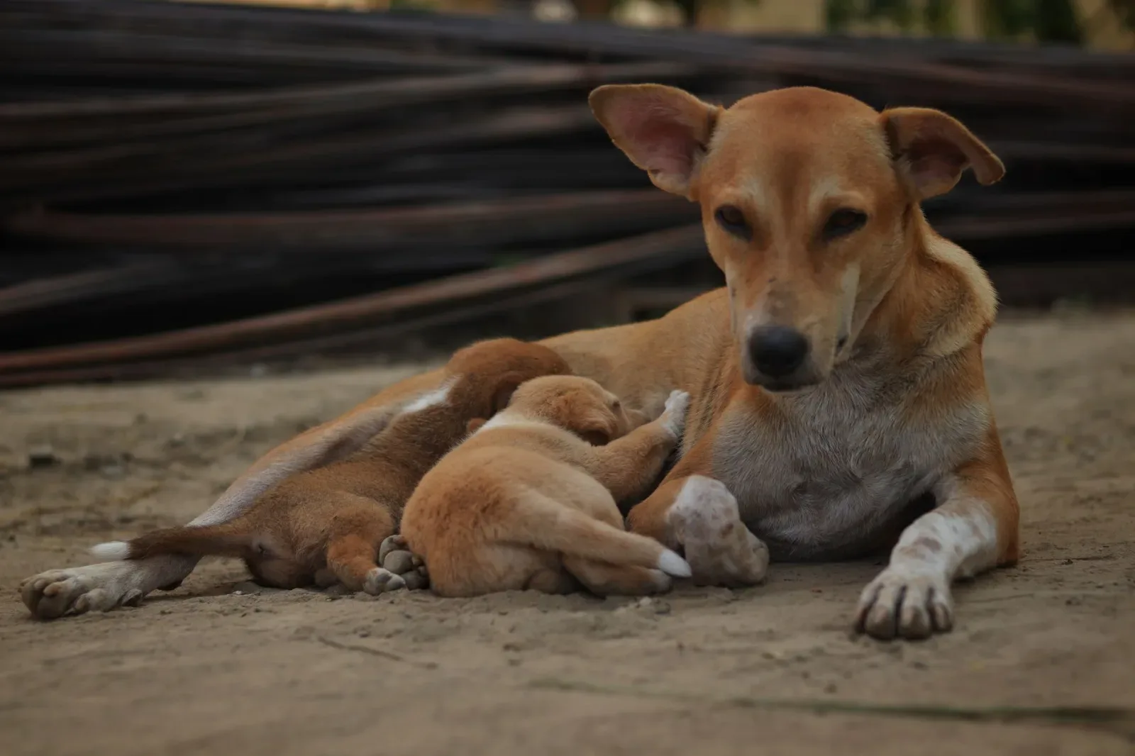 Indian Pariah Dog 1