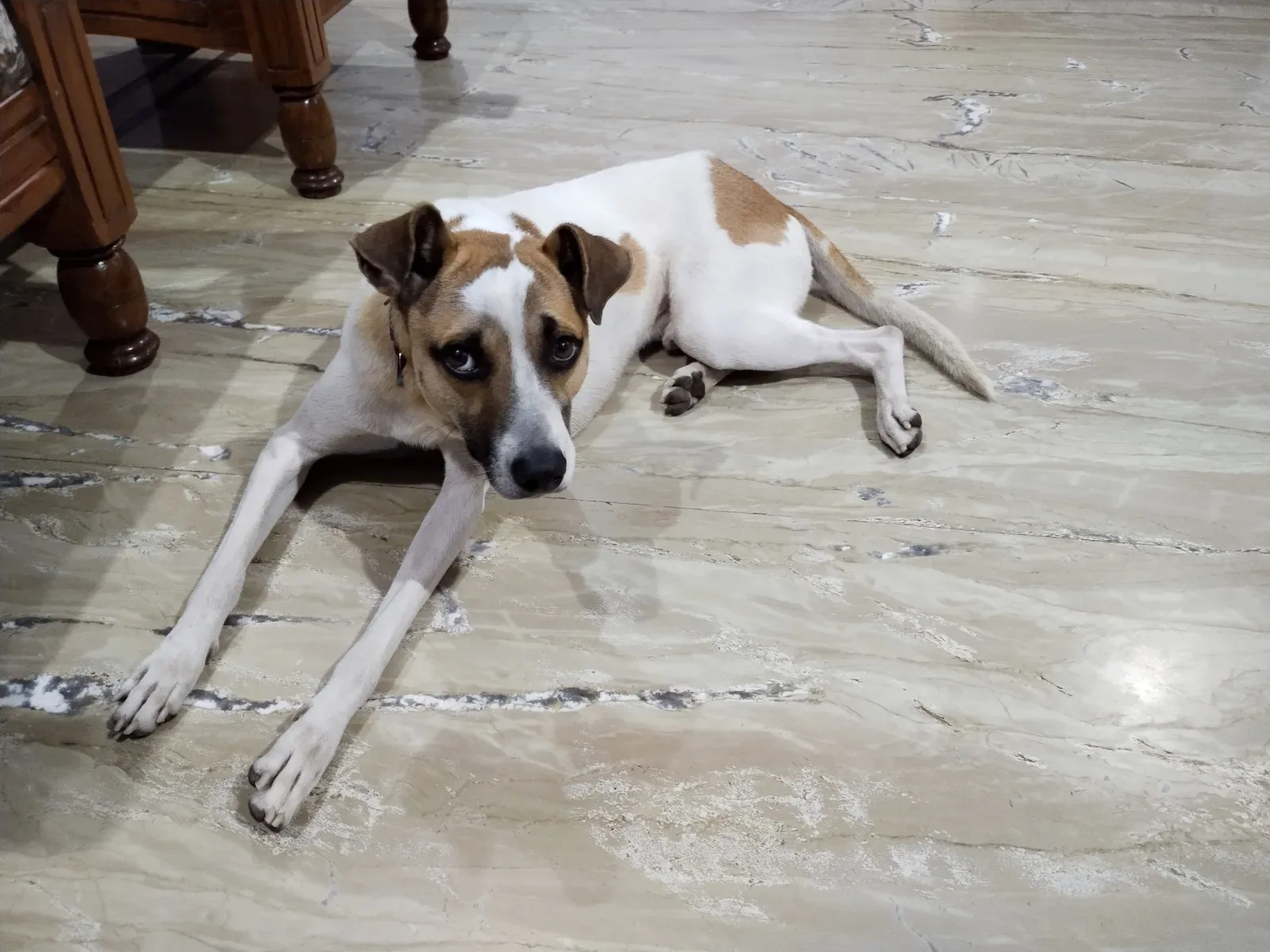 Indian Pariah Dog 10