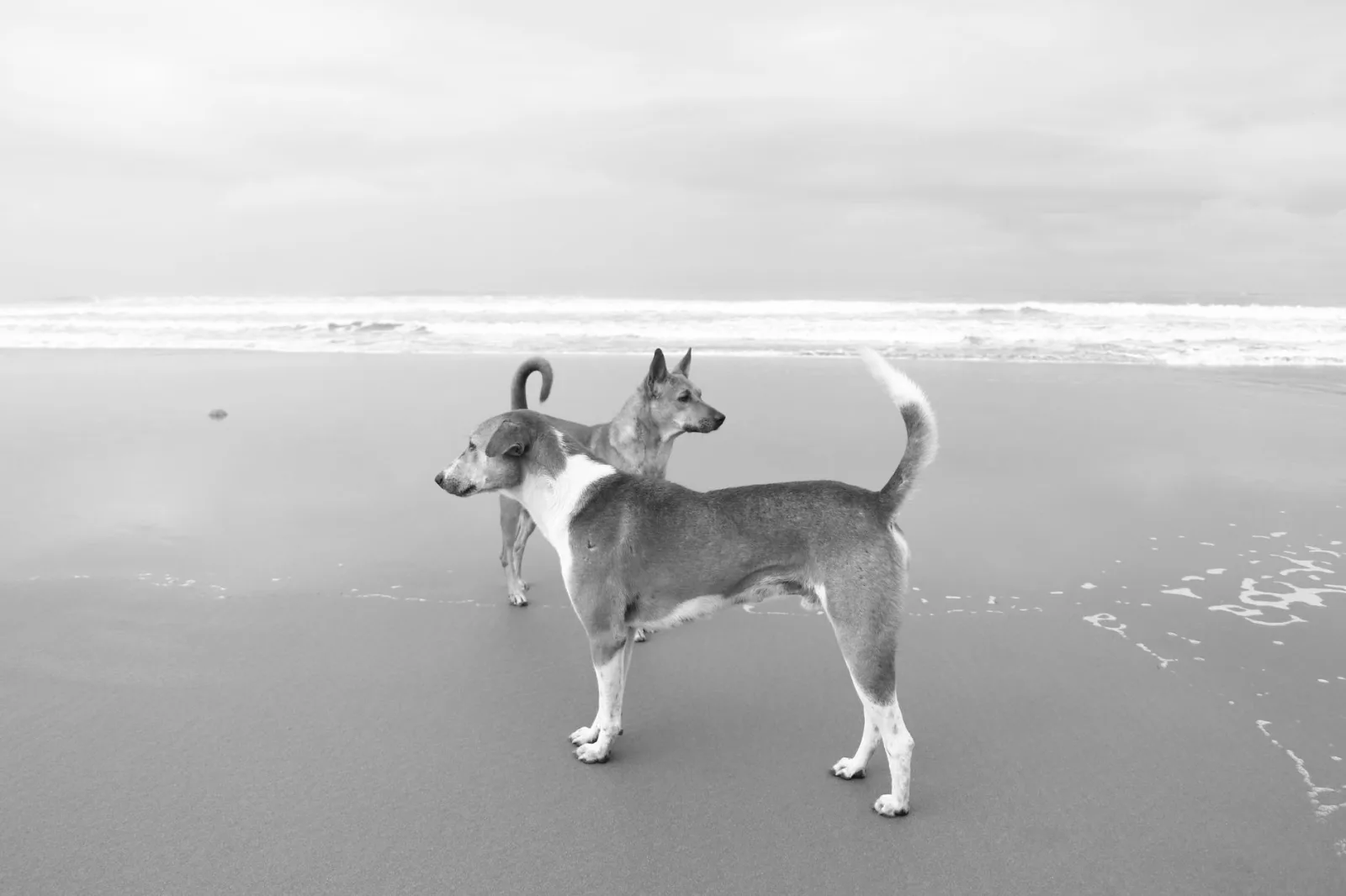 Indian Pariah Dog 2