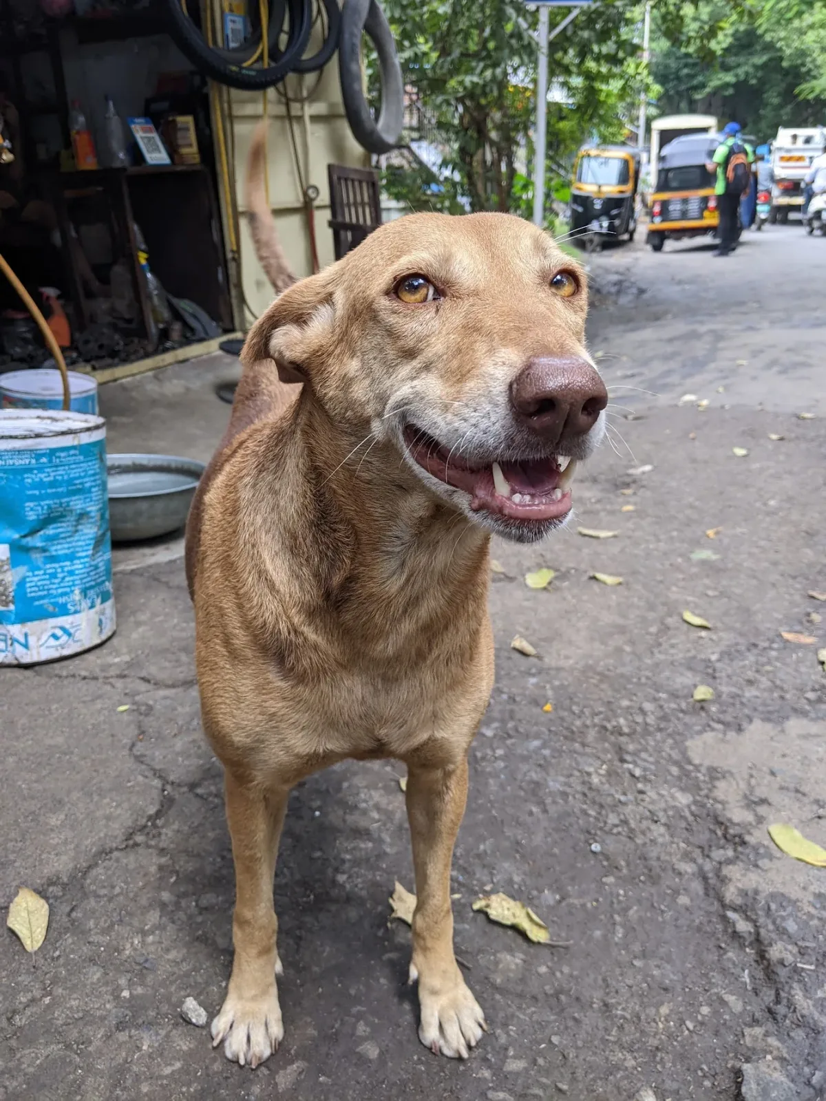 Indian Pariah Dog 3