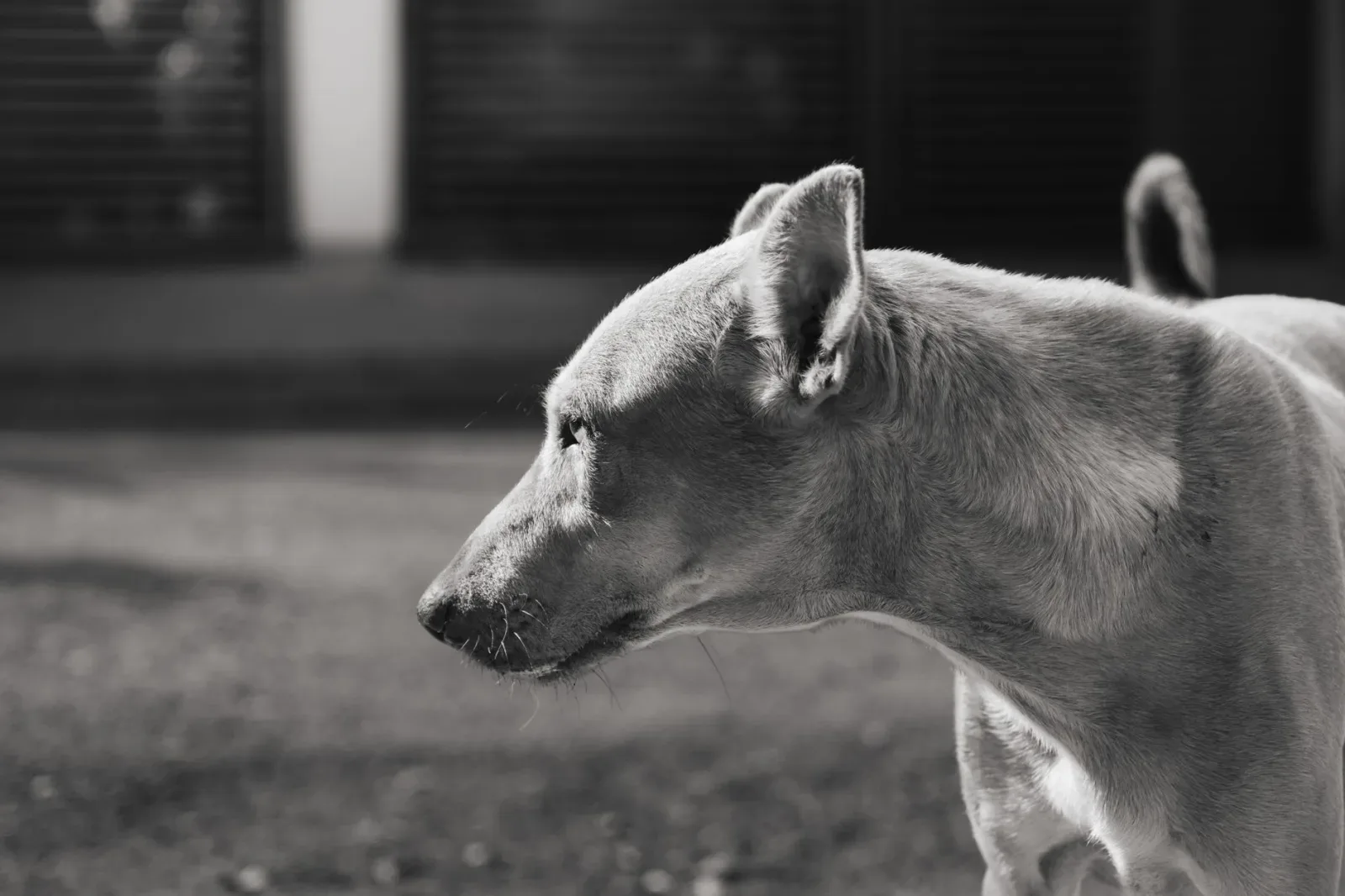 Indian Pariah Dog 4