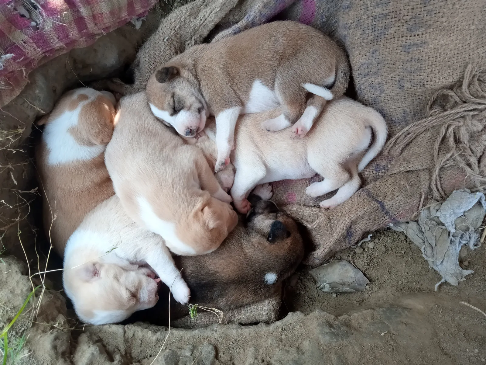Indian Pariah Dog 5