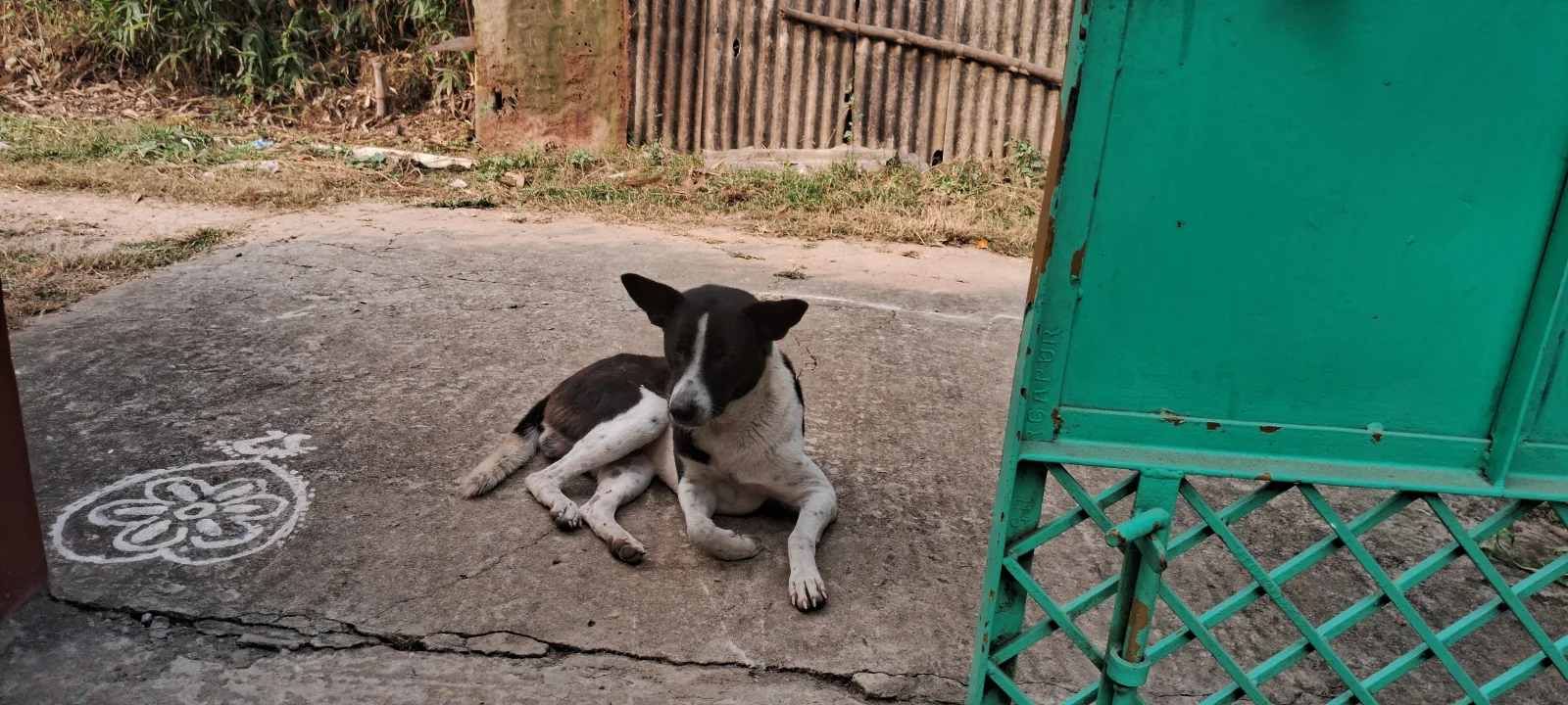 Indian Pariah Dog 6