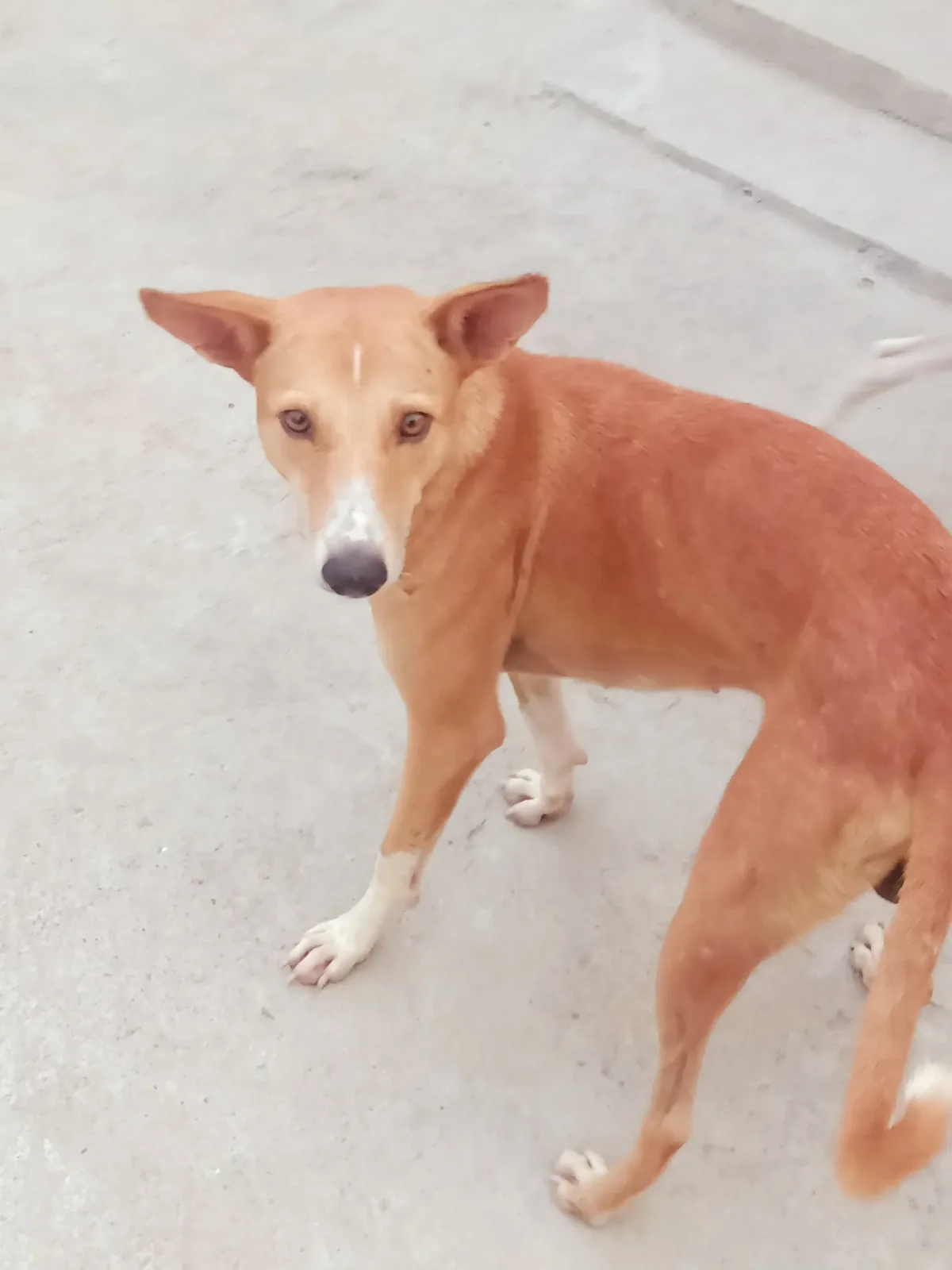 Indian Pariah Dog 7