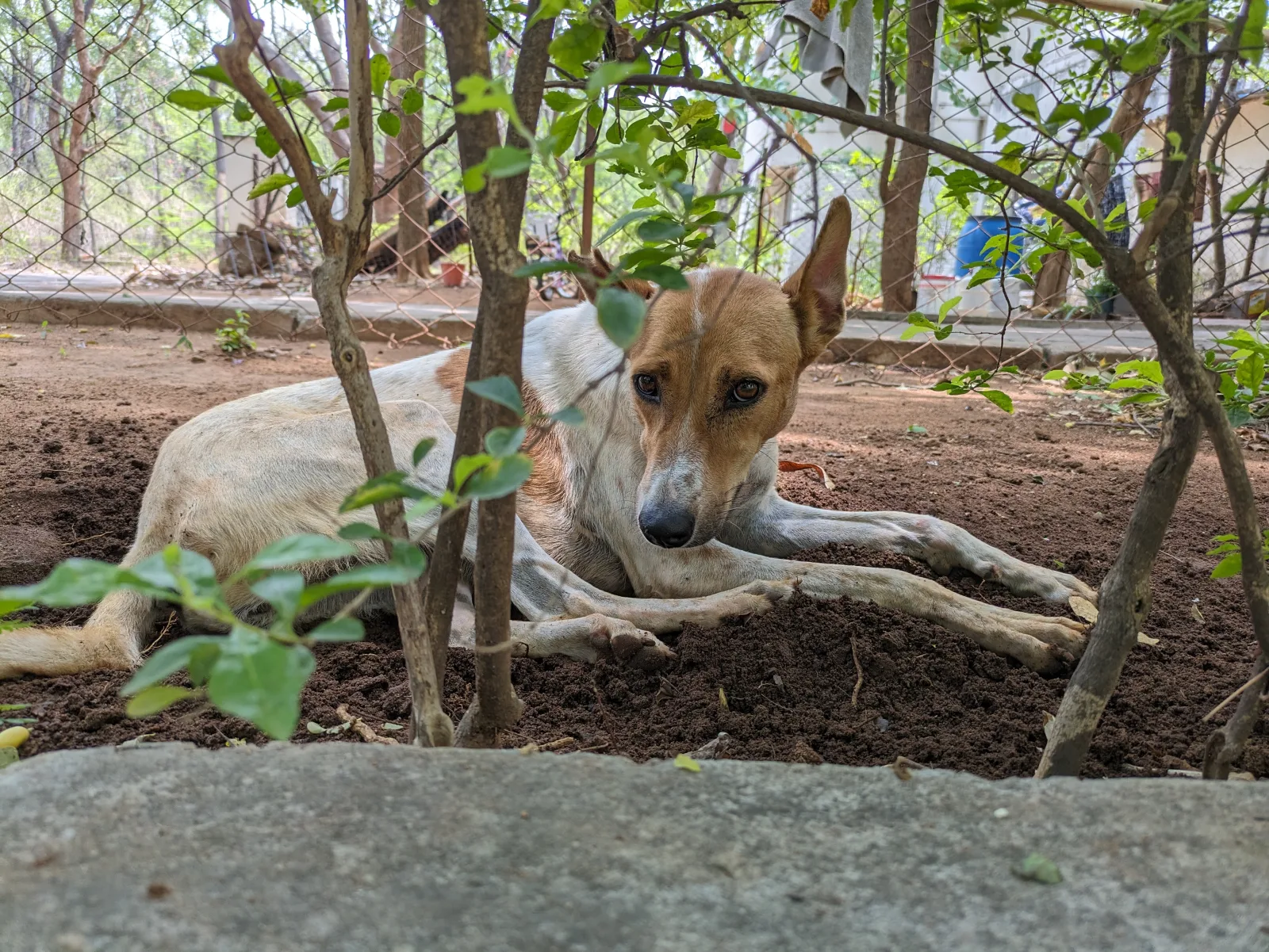 Indian Pariah Dog 8