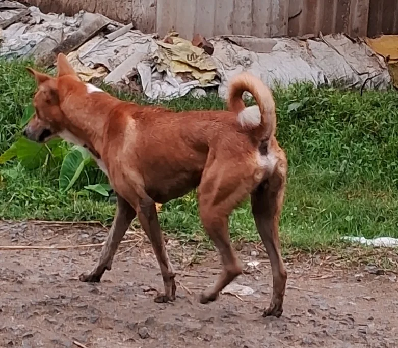 Indian Pariah Dog 9