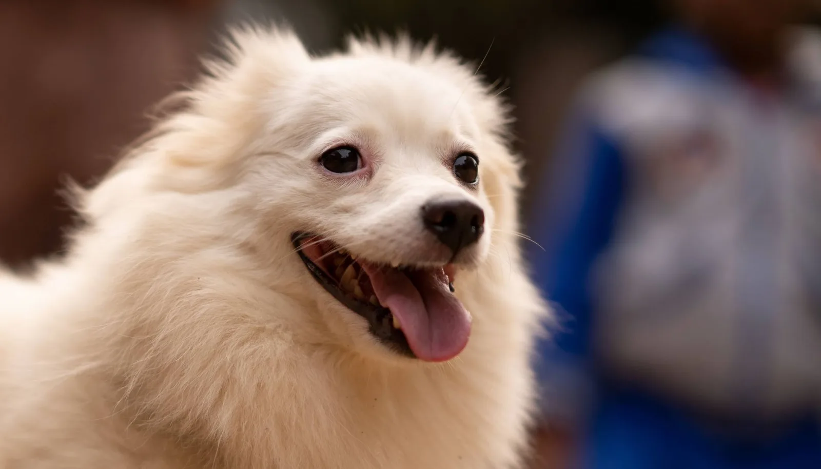 Indian Spitz 1