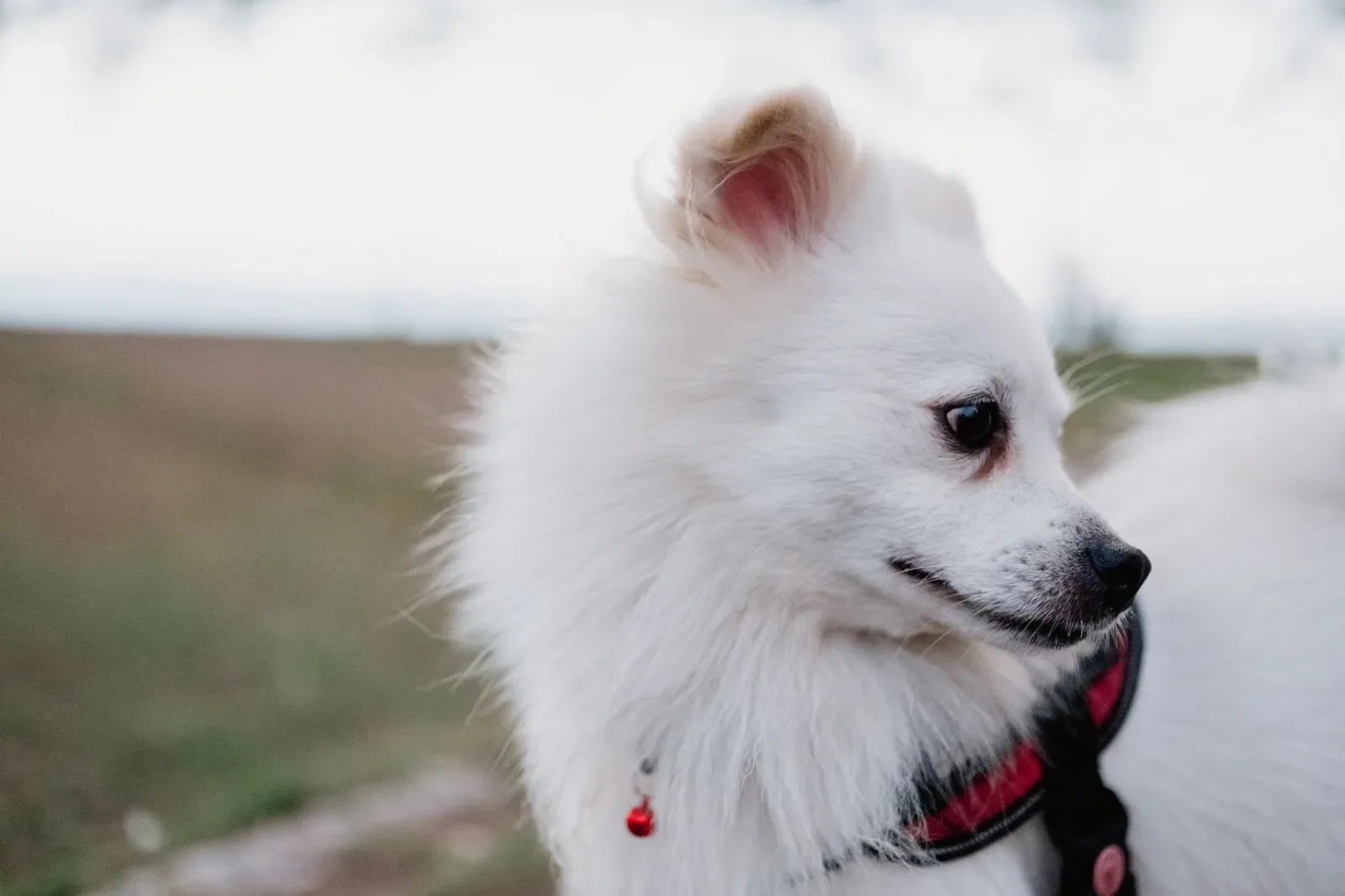 Indian Spitz 10