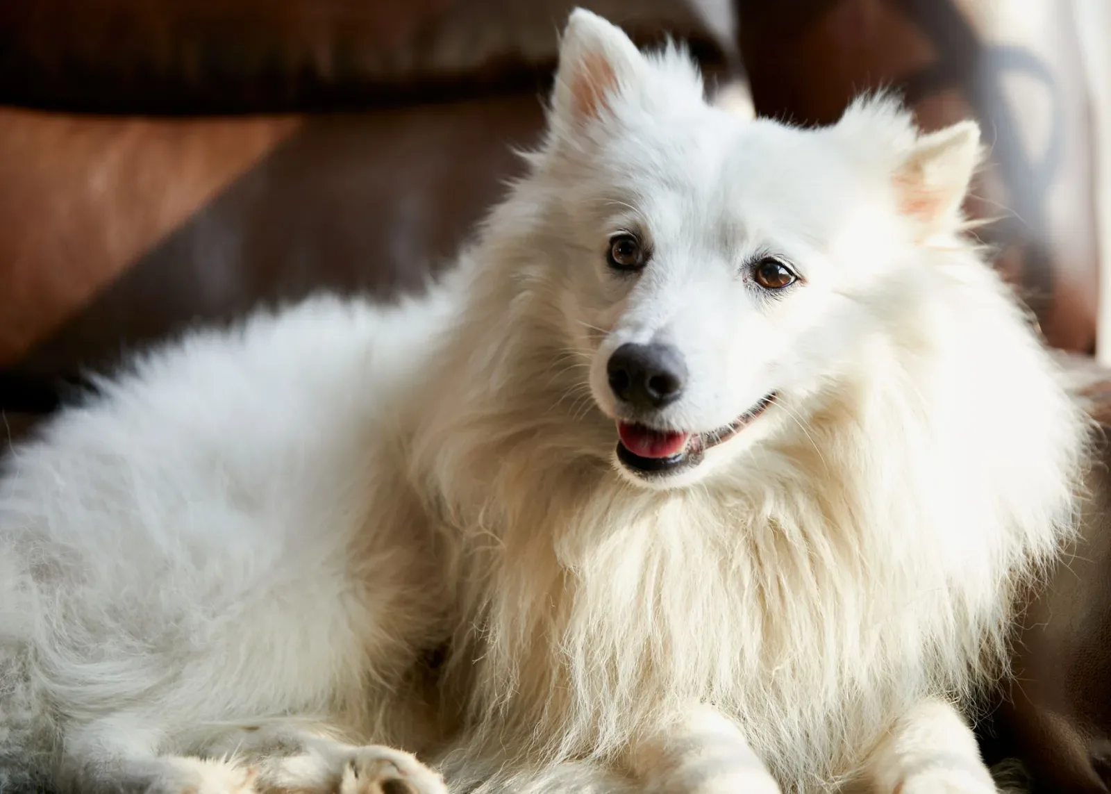 Indian Spitz 2