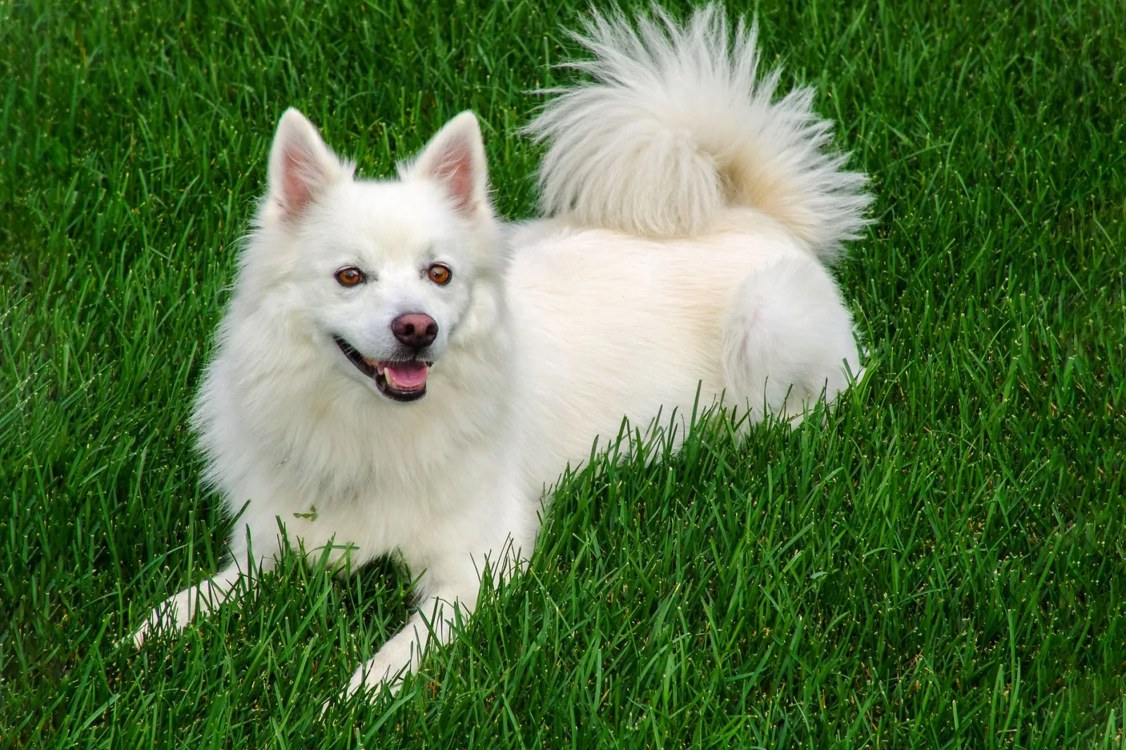 Indian Spitz 4