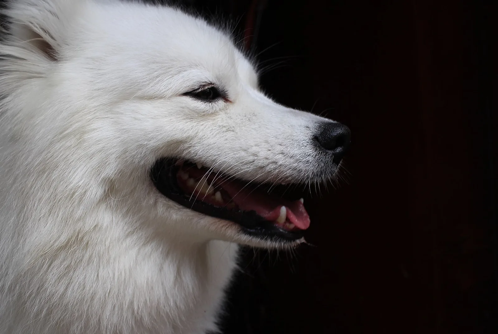 Indian Spitz 5